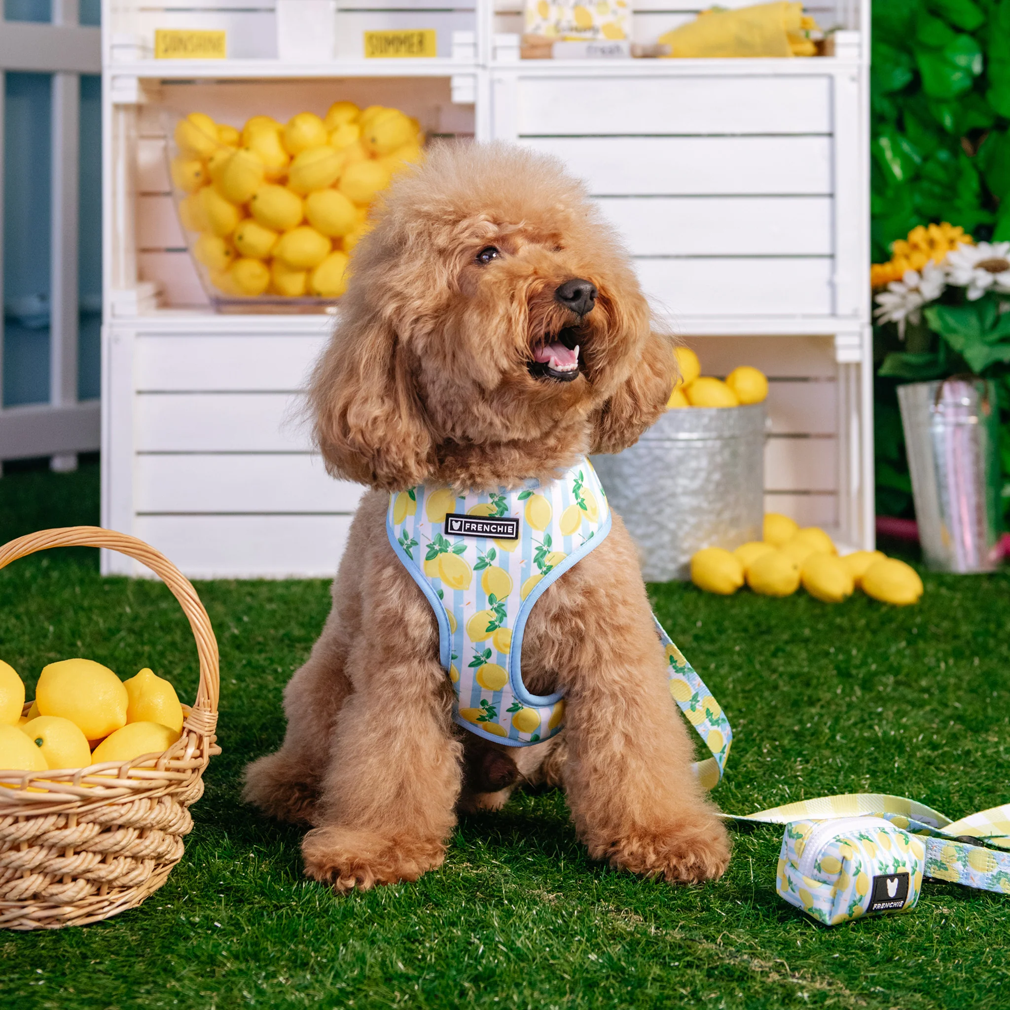 Frenchie Duo Reversible Harness - Lemon Tree - Image 2