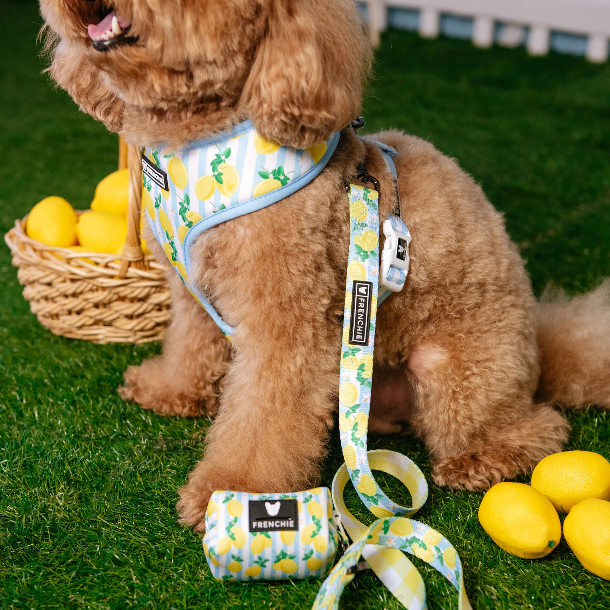 Frenchie Duo Reversible Harness - Lemon Tree - Image 3