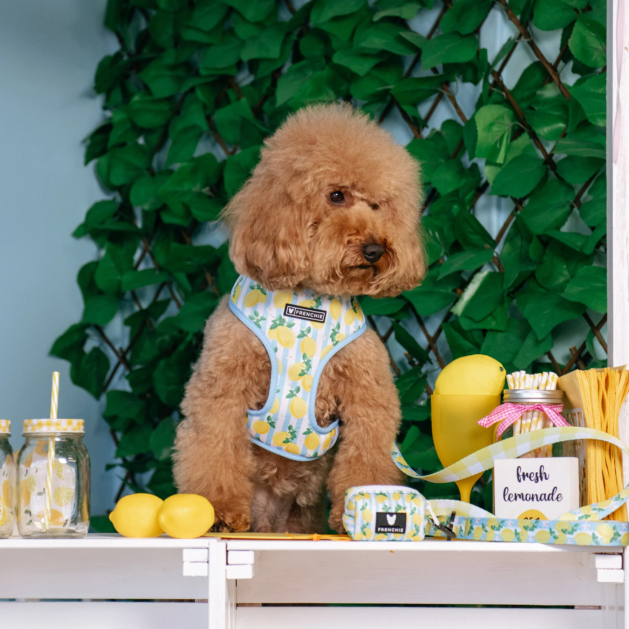 Frenchie Duo Reversible Harness - Lemon Tree - Image 4