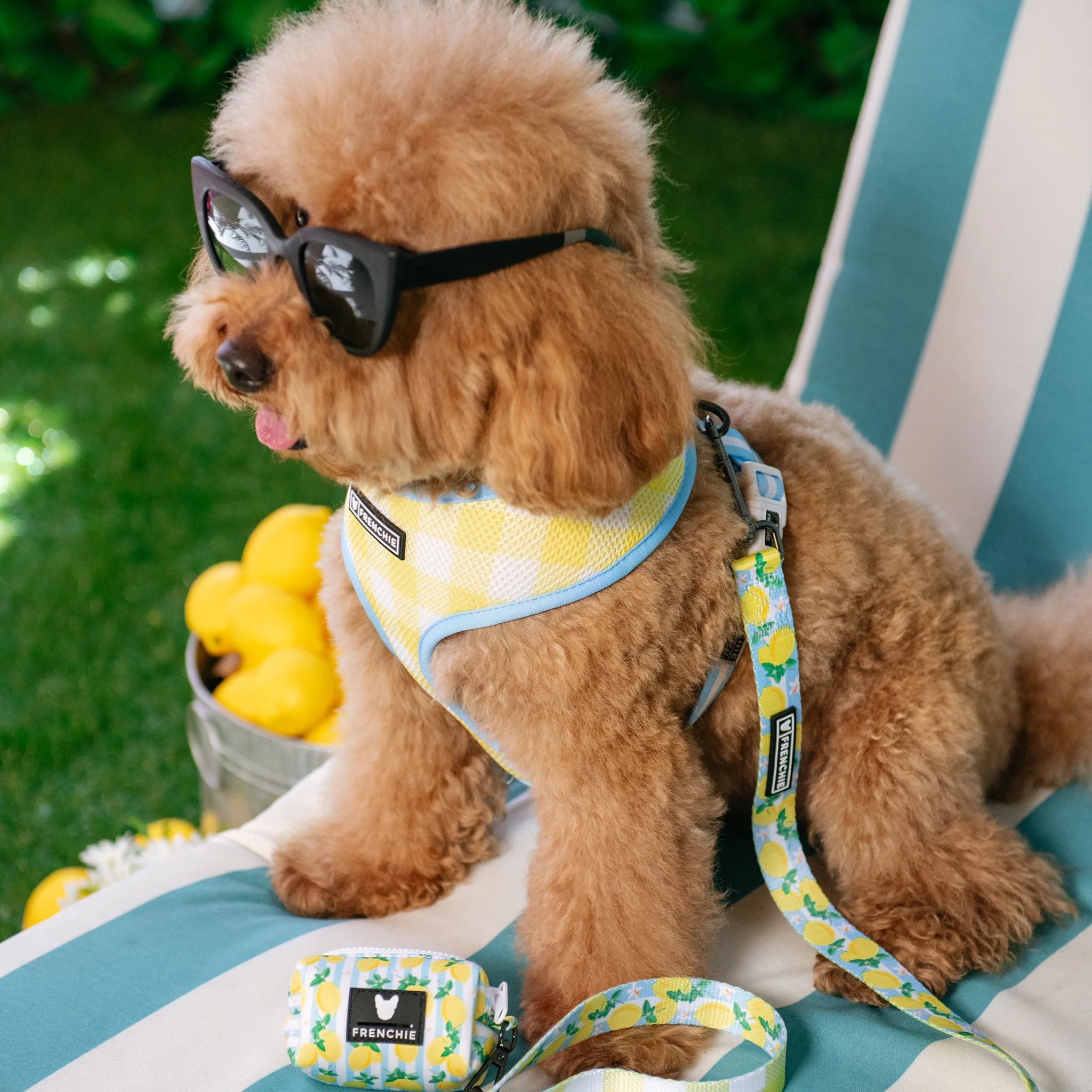 Frenchie Duo Reversible Harness - Lemon Tree - Image 6