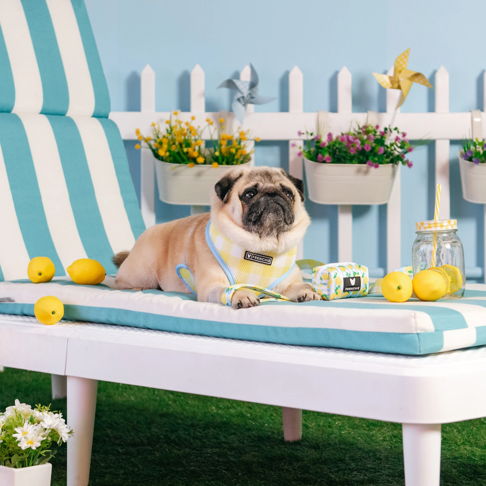 Frenchie Duo Reversible Harness - Lemon Tree - Image 7