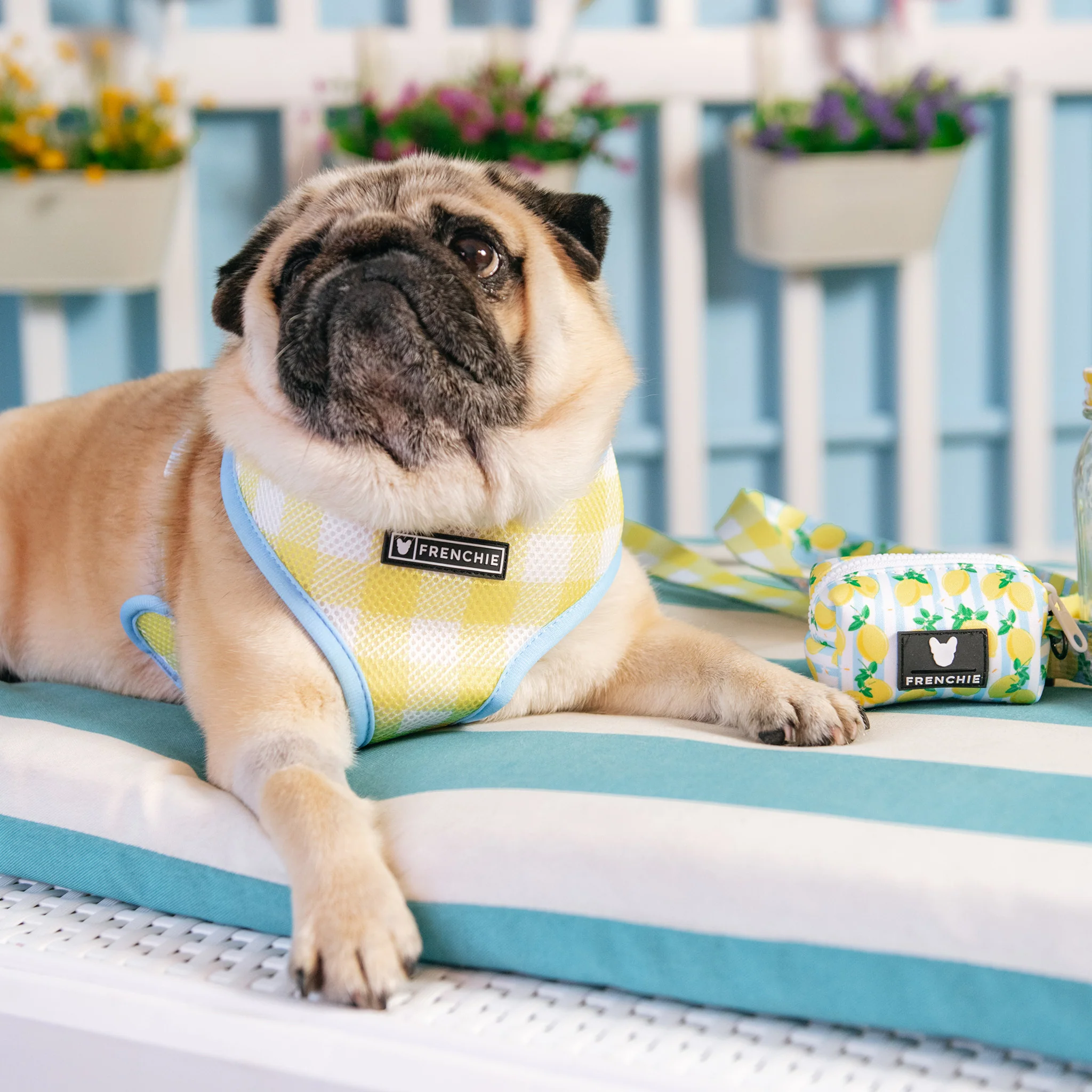 Frenchie Duo Reversible Harness - Lemon Tree - Image 8