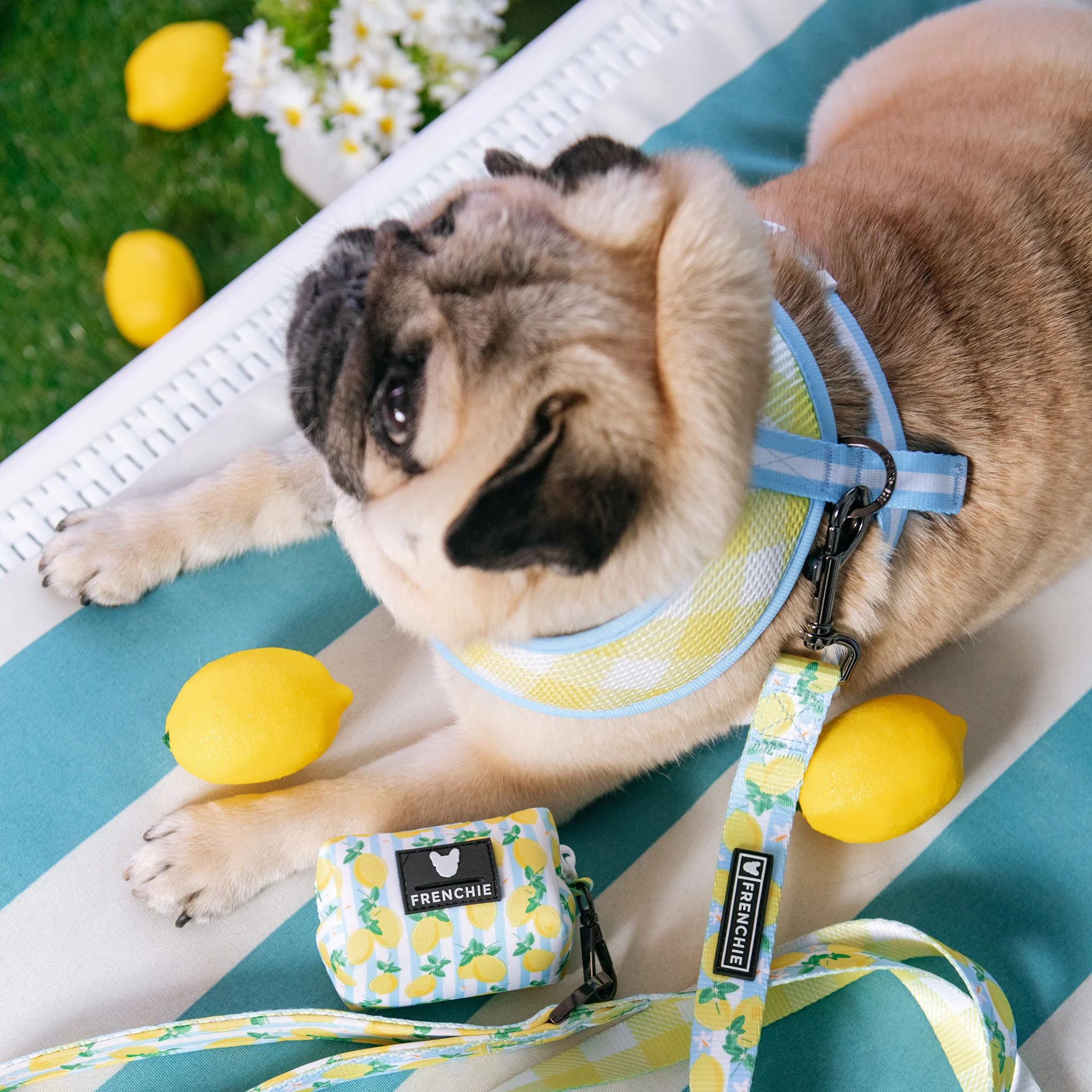 Frenchie Duo Reversible Harness - Lemon Tree - Image 9