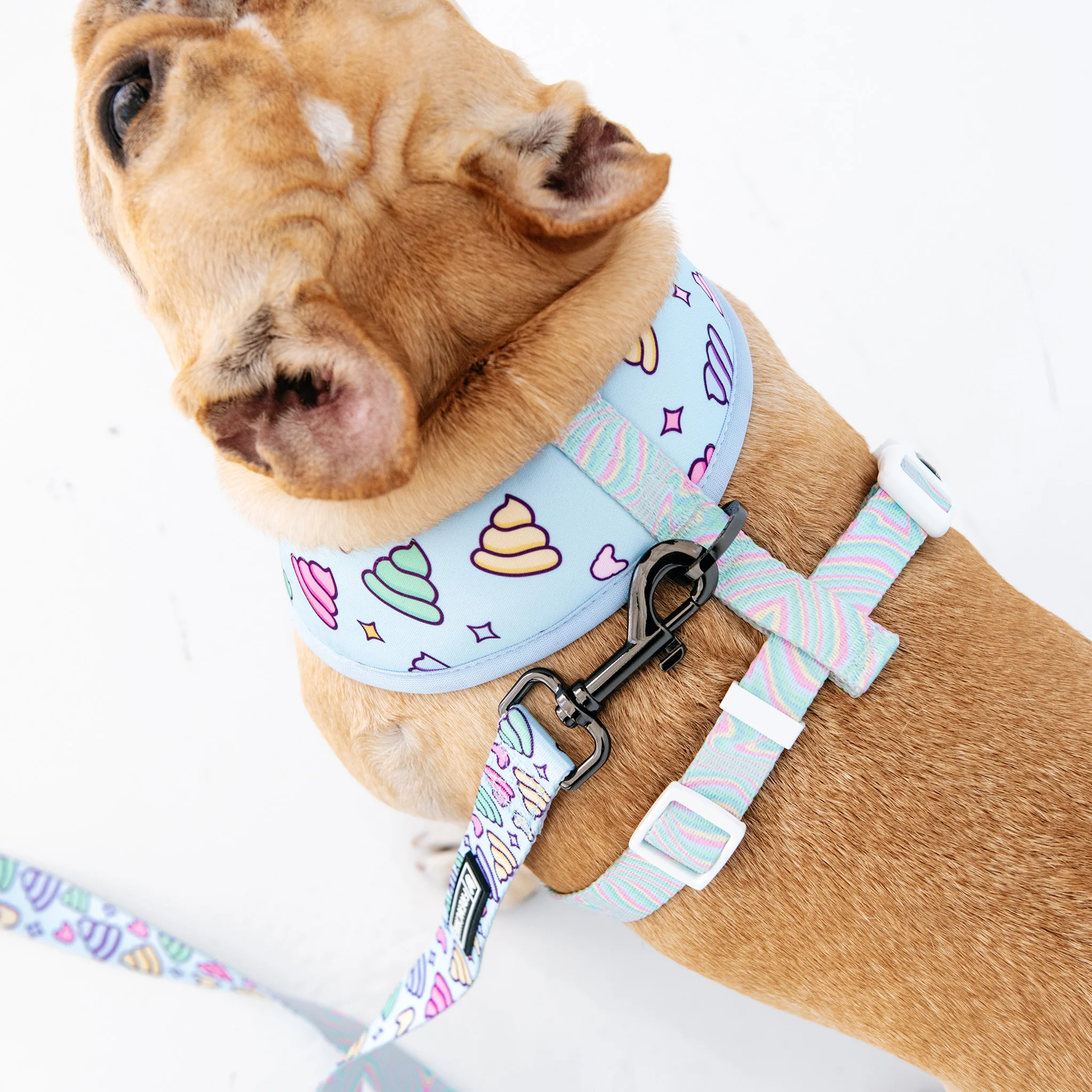 Frenchie Duo Reversible Harness - Ohh Sh*t - Image 5