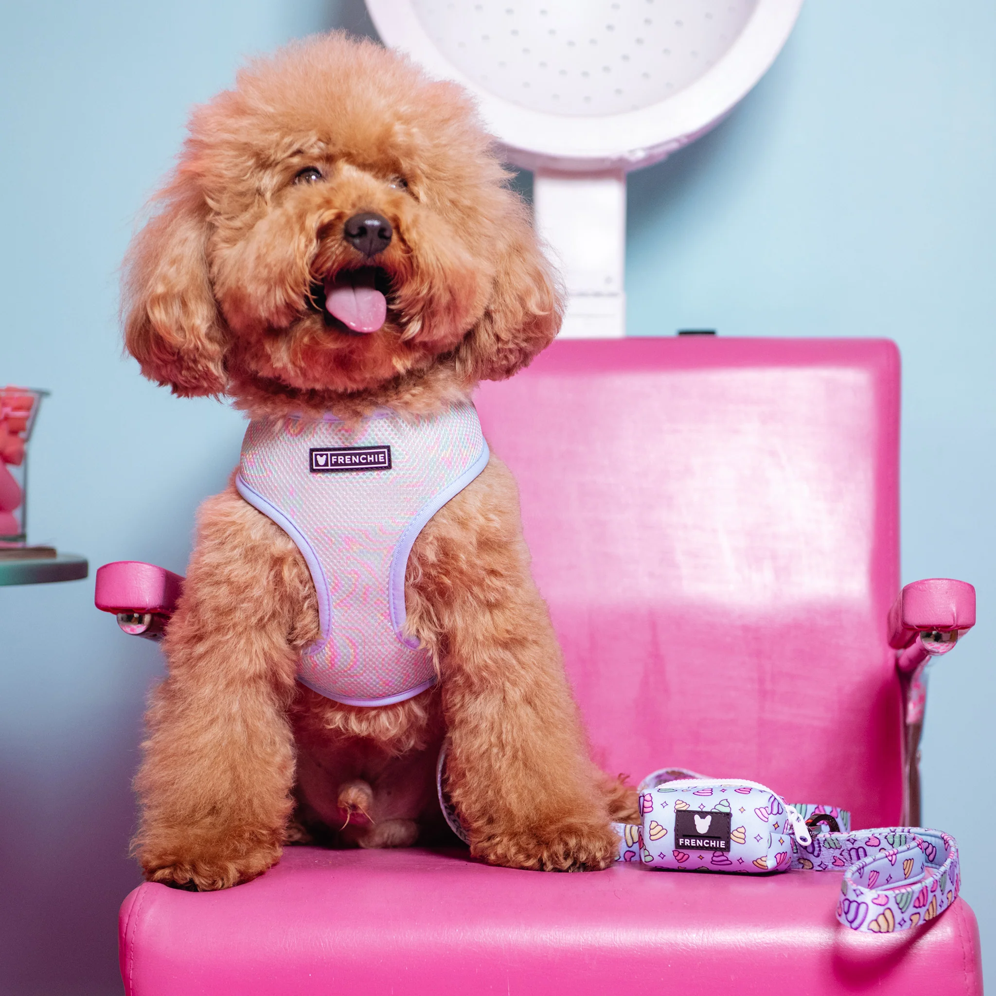 Frenchie Duo Reversible Harness - Ohh Sh*t - Image 6