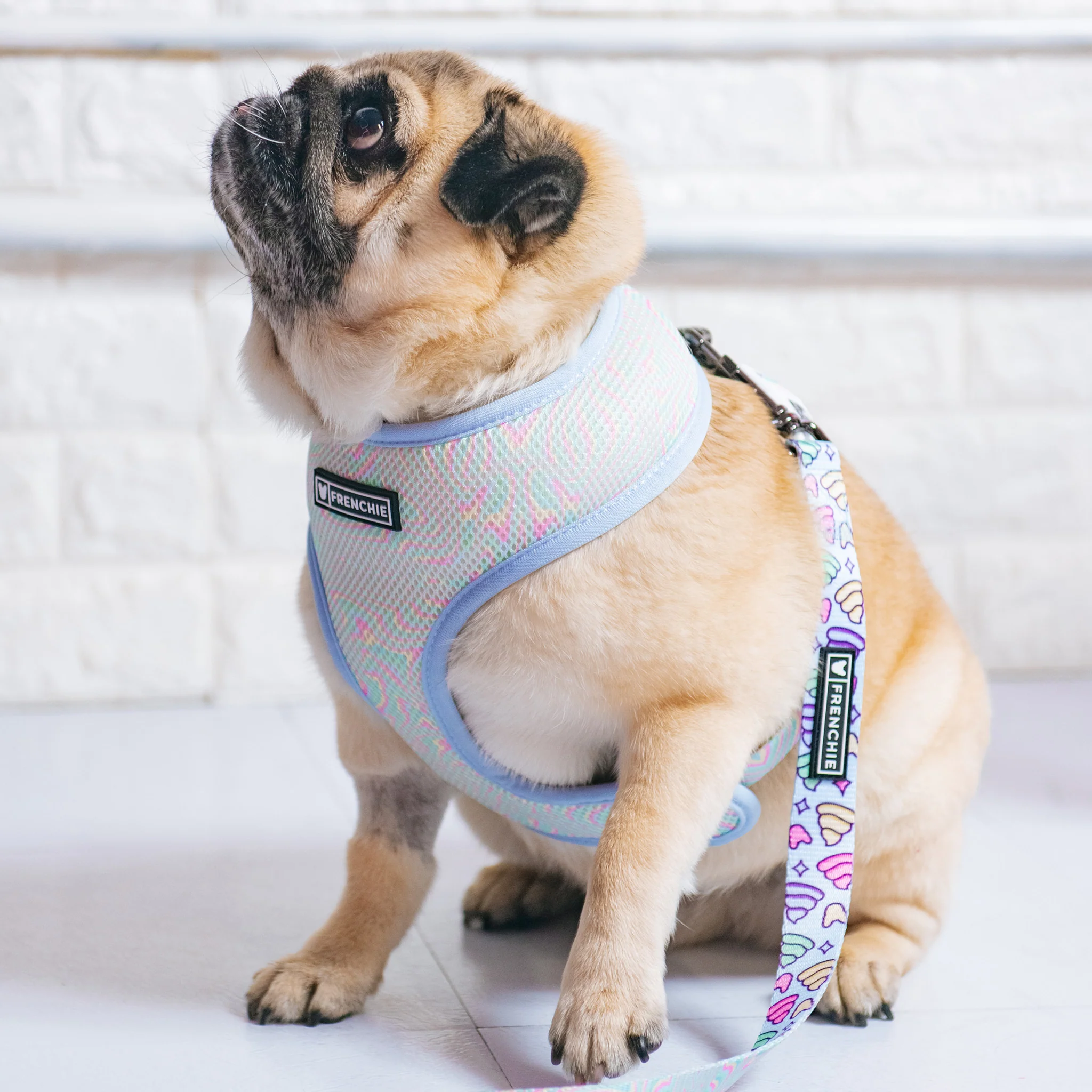 Frenchie Duo Reversible Harness - Ohh Sh*t - Image 9