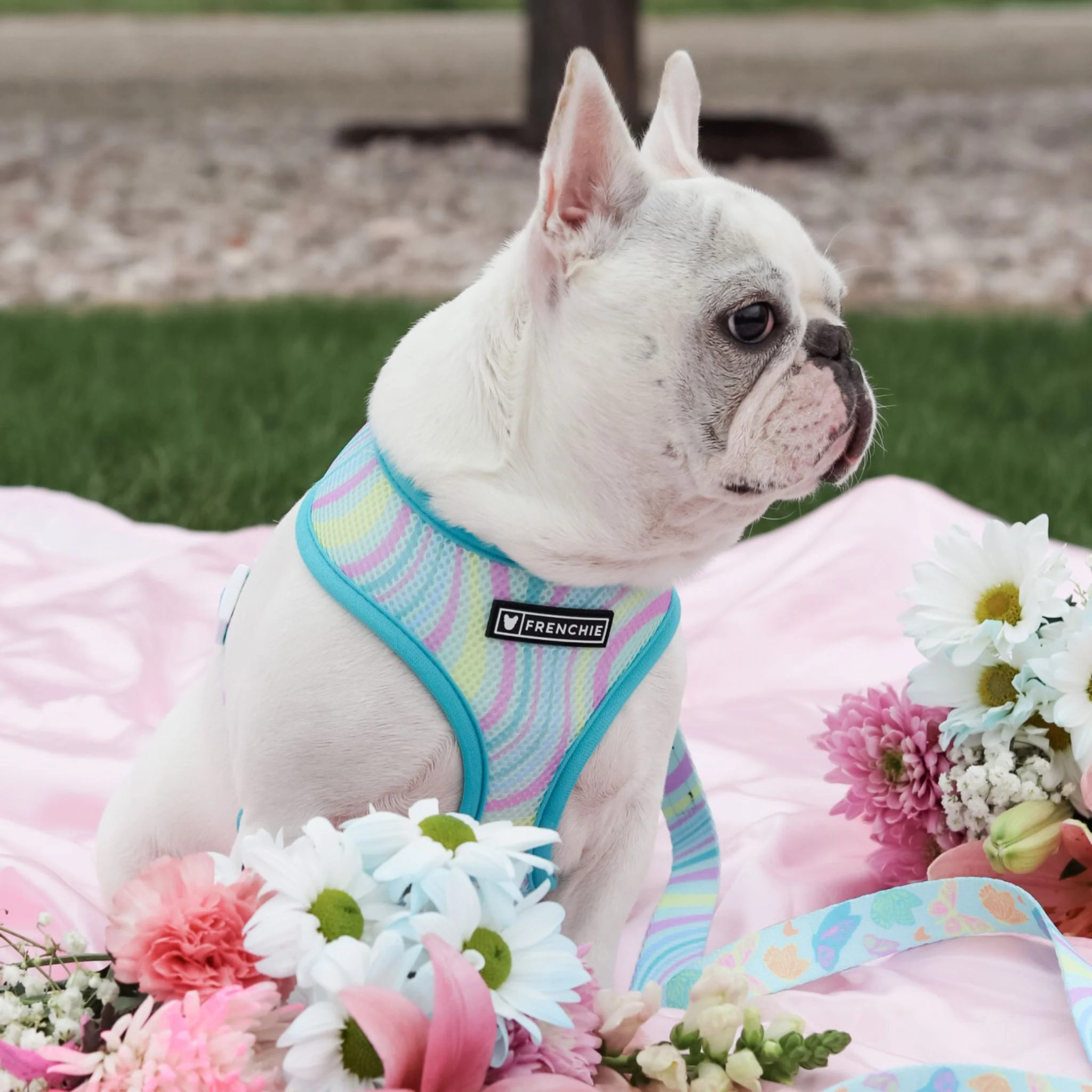 Frenchie Duo Reversible Harness - Pastel Butterfly - Image 3