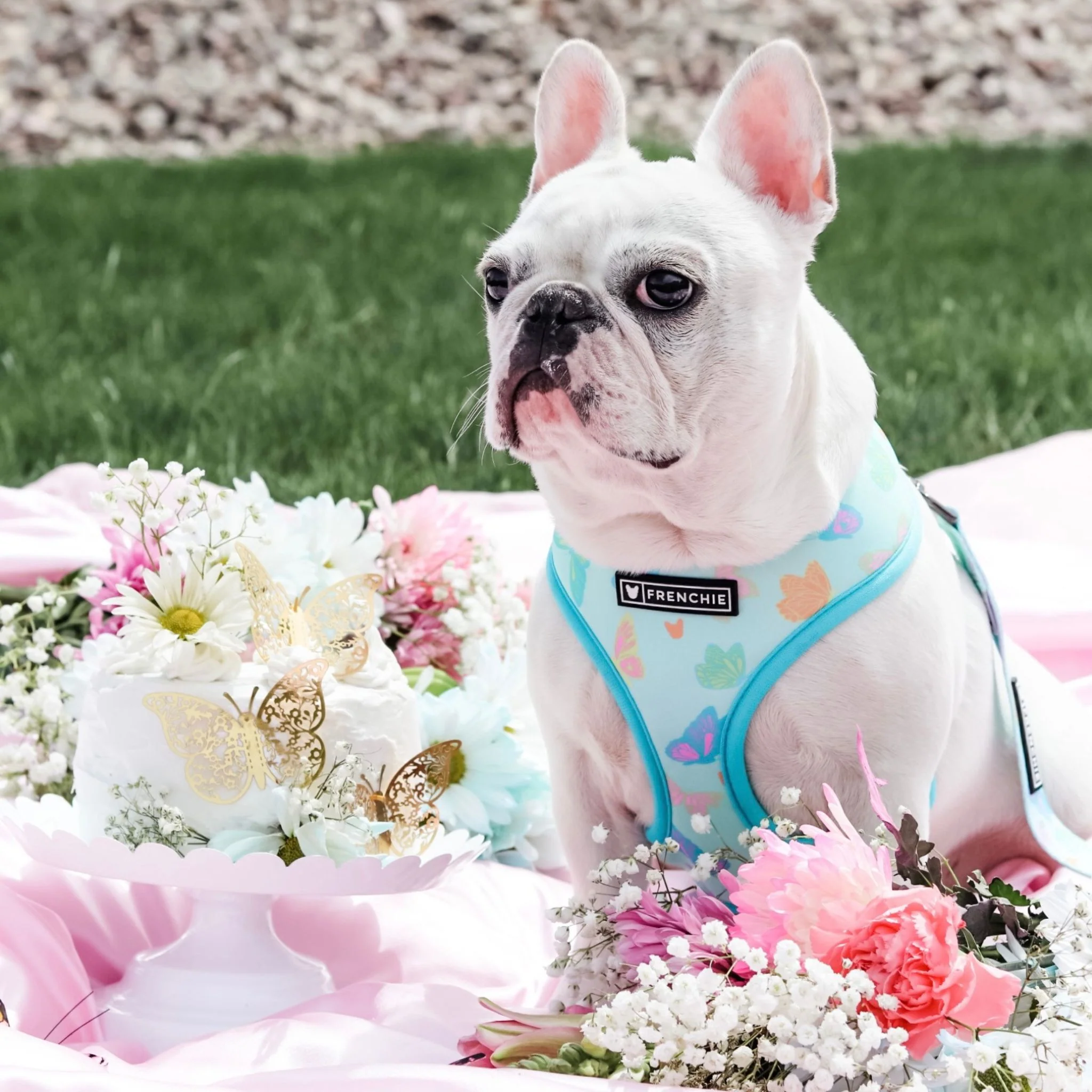 Frenchie Duo Reversible Harness - Pastel Butterfly - Image 5