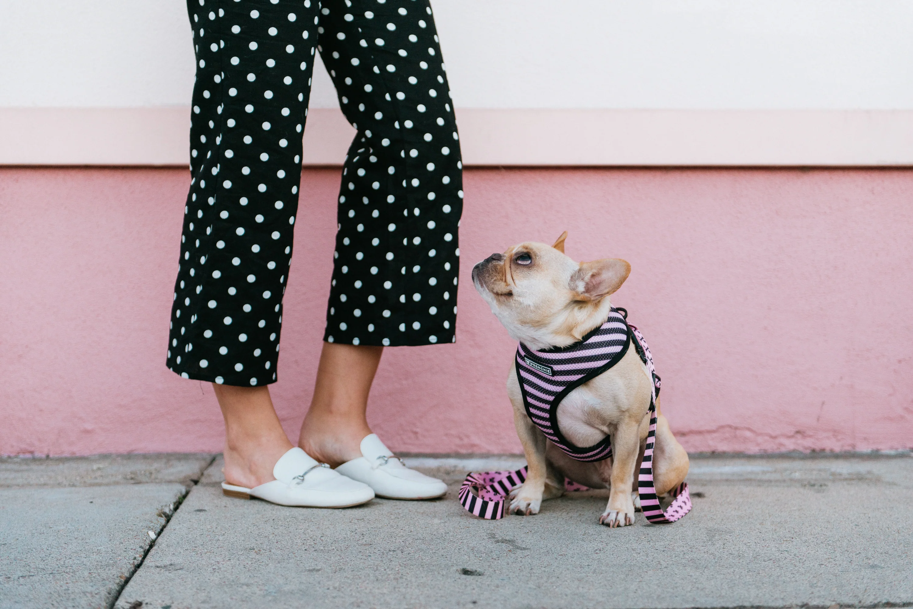 Frenchie Duo Reversible Harness - Pink Bad to the Bone - Image 3