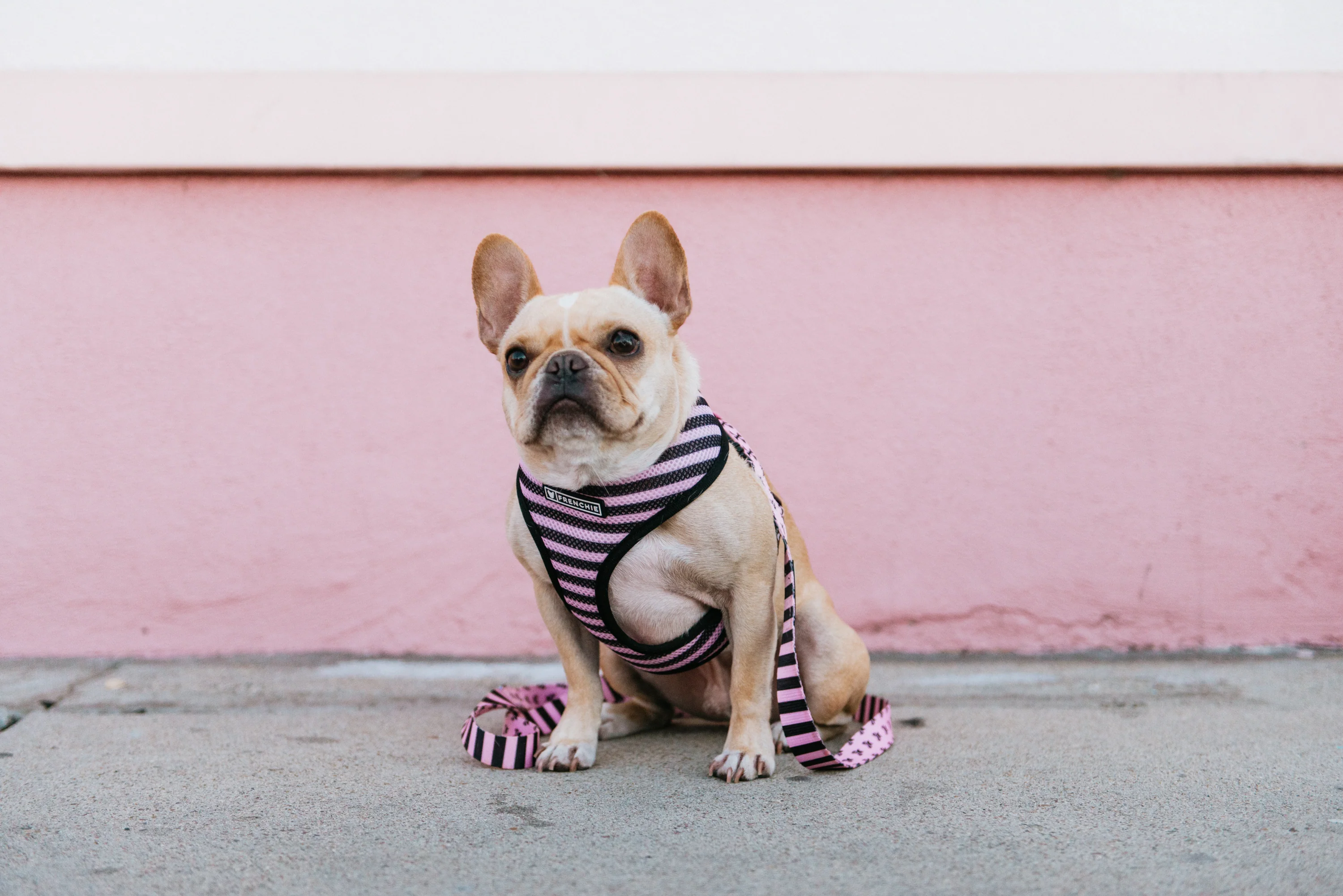 Frenchie Duo Reversible Harness - Pink Bad to the Bone - Image 4