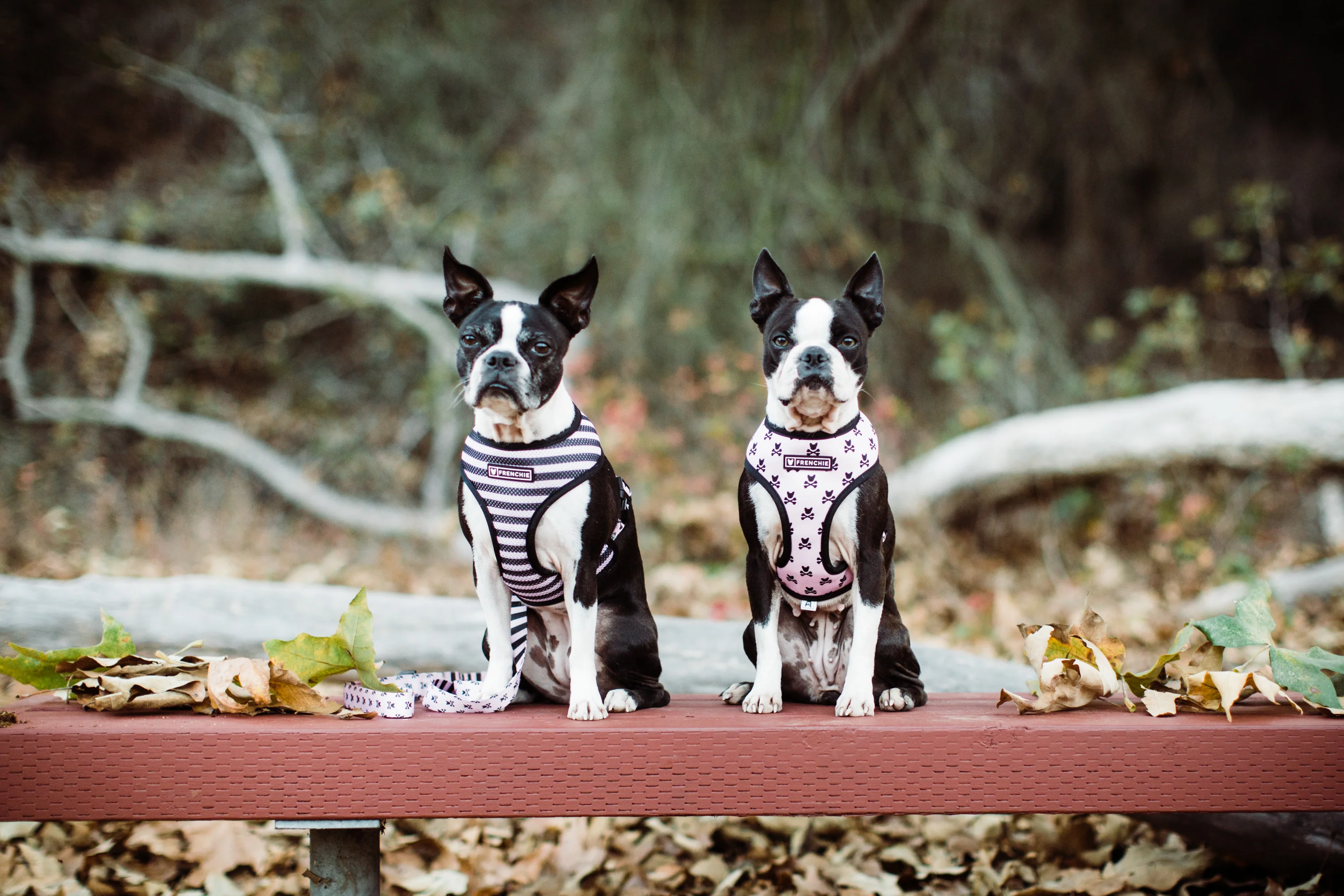 Frenchie Duo Reversible Harness - Pink Bad to the Bone - Image 5