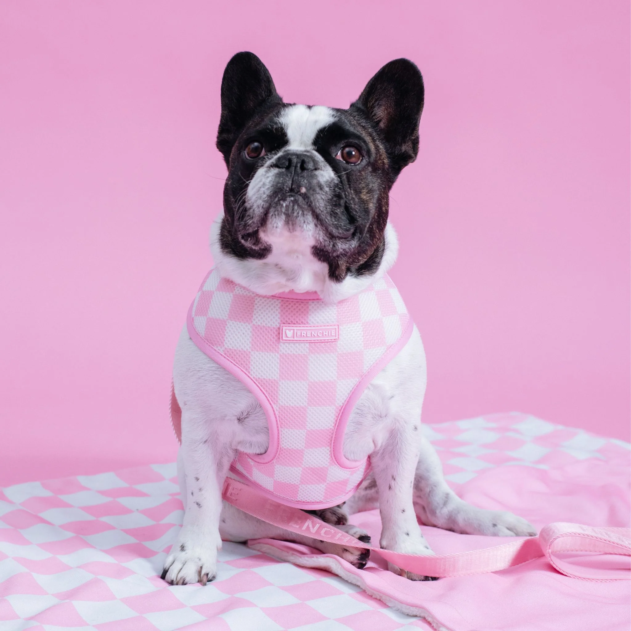 Frenchie Duo Reversible Harness - Solid Pink Bubblegum - Image 6