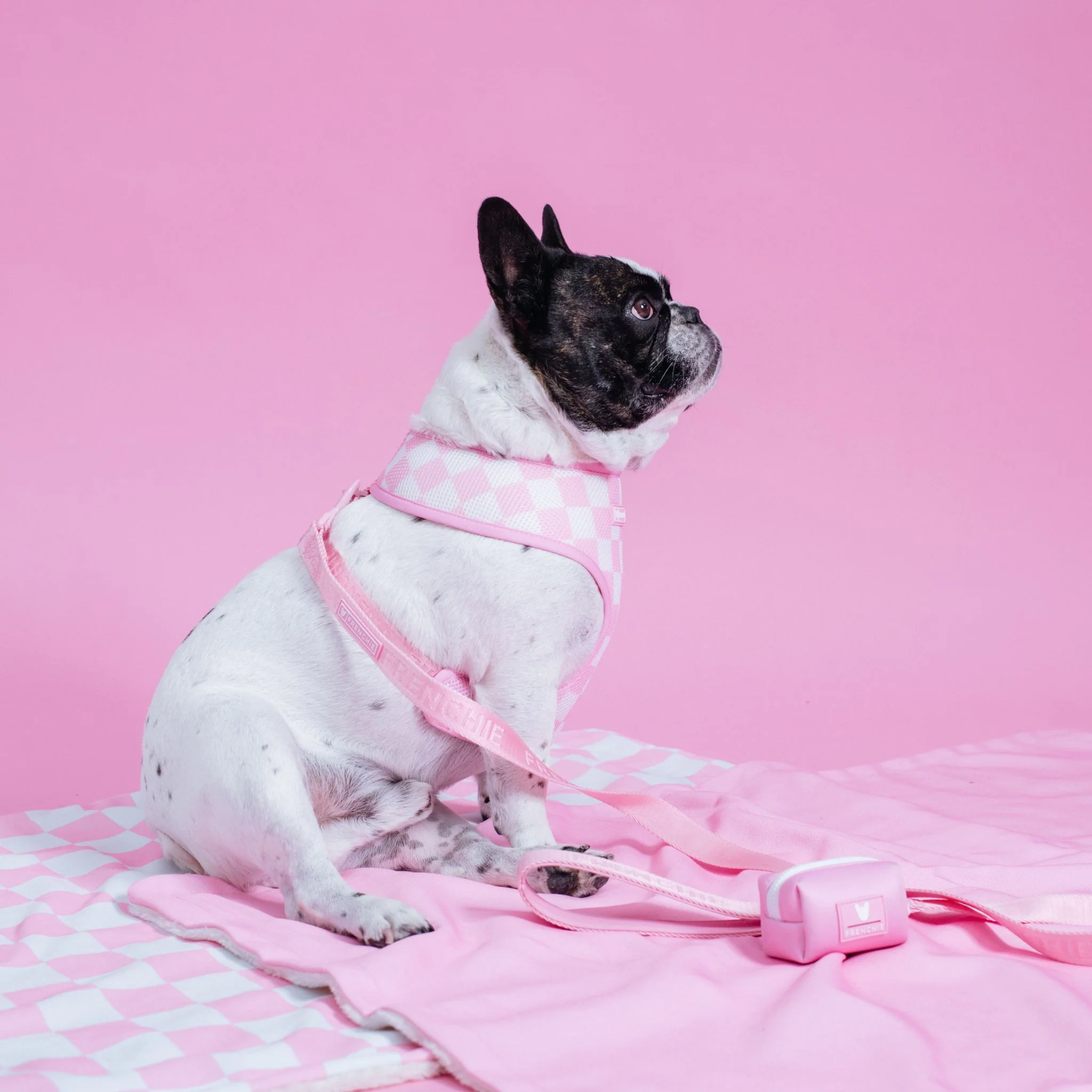 Frenchie Duo Reversible Harness - Solid Pink Bubblegum - Image 8