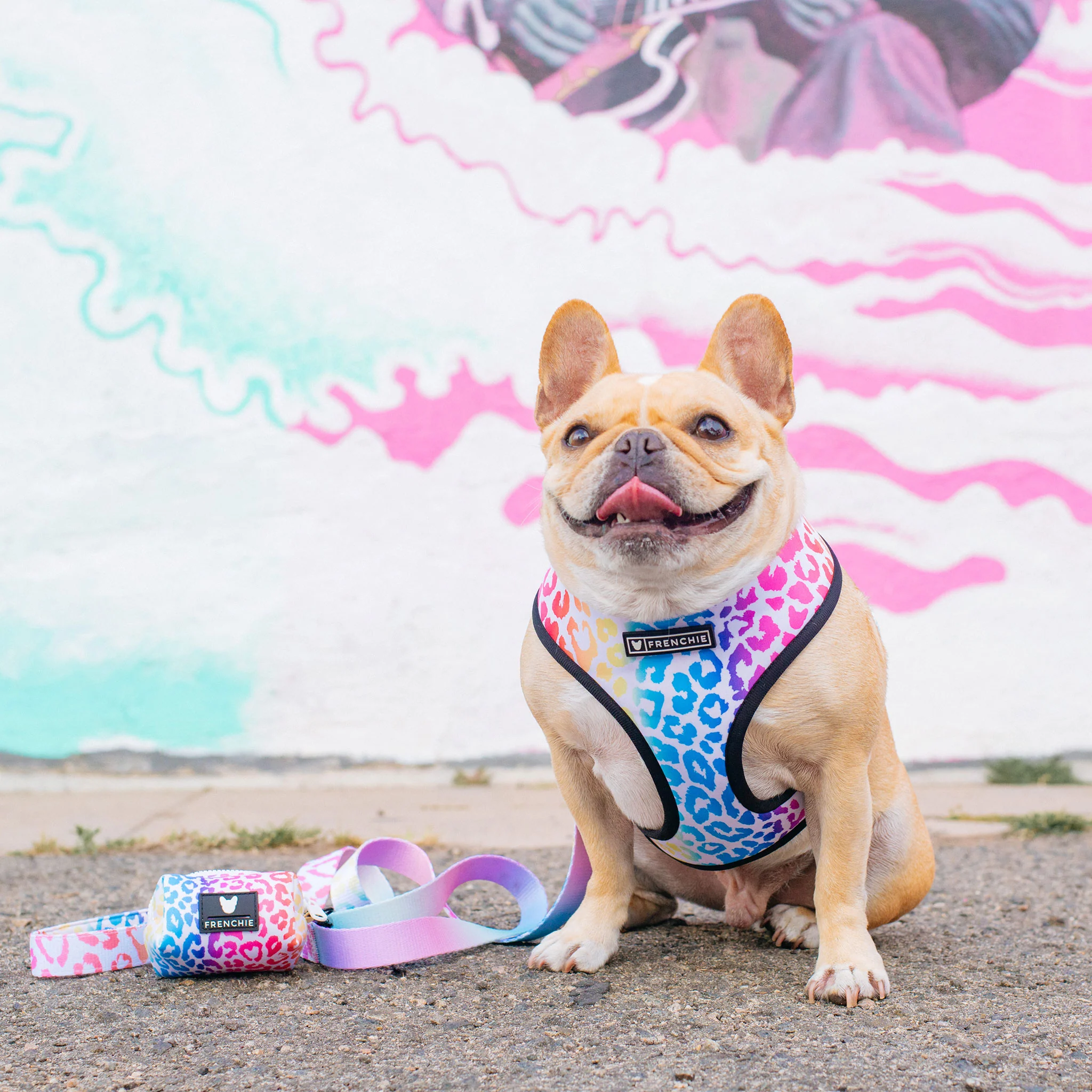 Frenchie Duo Reversible Harness - Pride Leo - Image 2