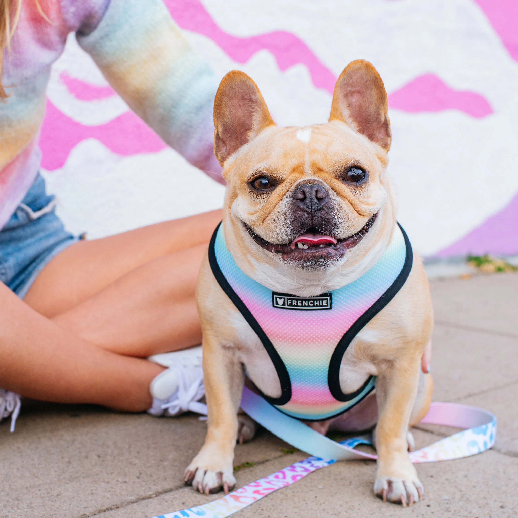 Frenchie Duo Reversible Harness - Pride Leo - Image 5