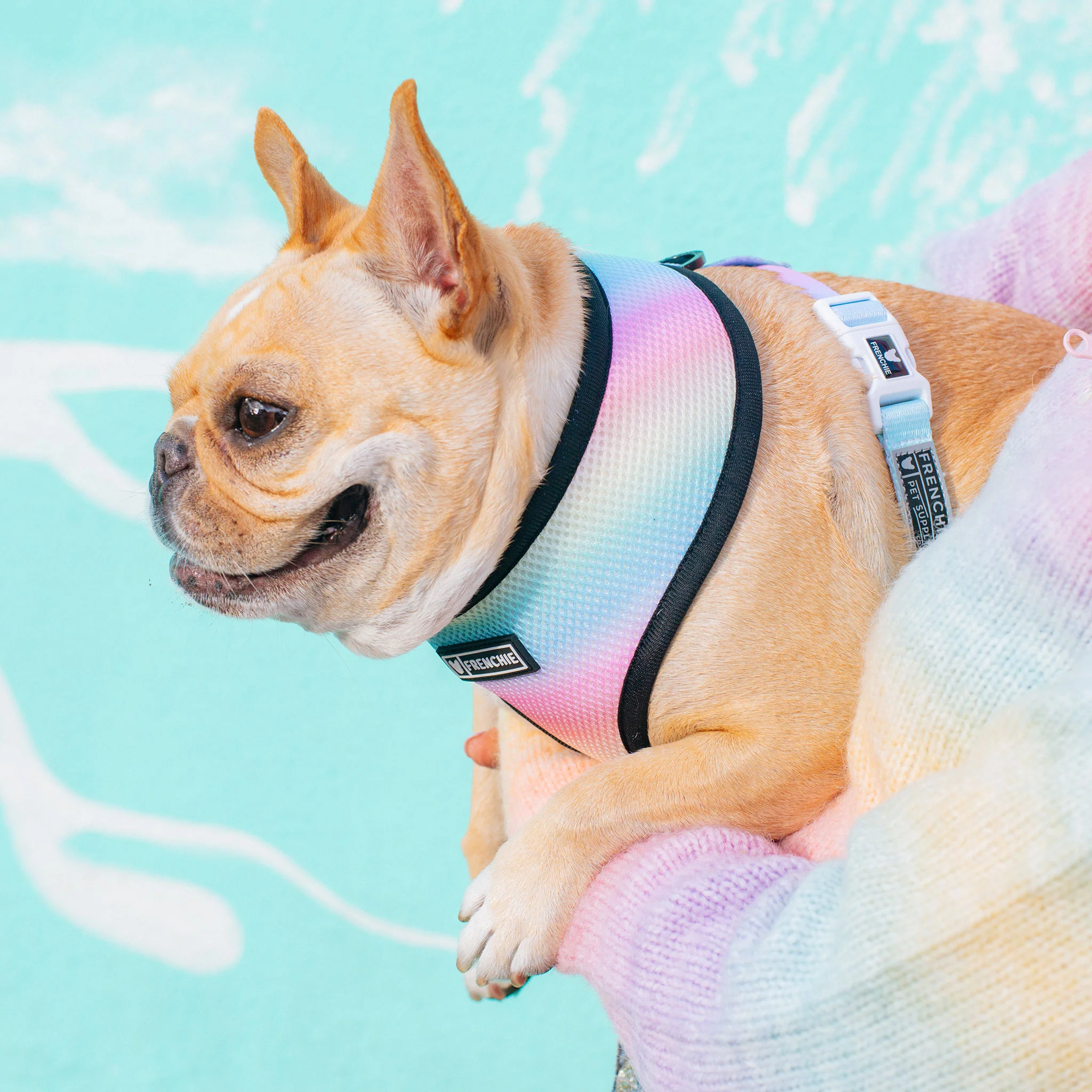 Frenchie Duo Reversible Harness - Pride Leo - Image 6