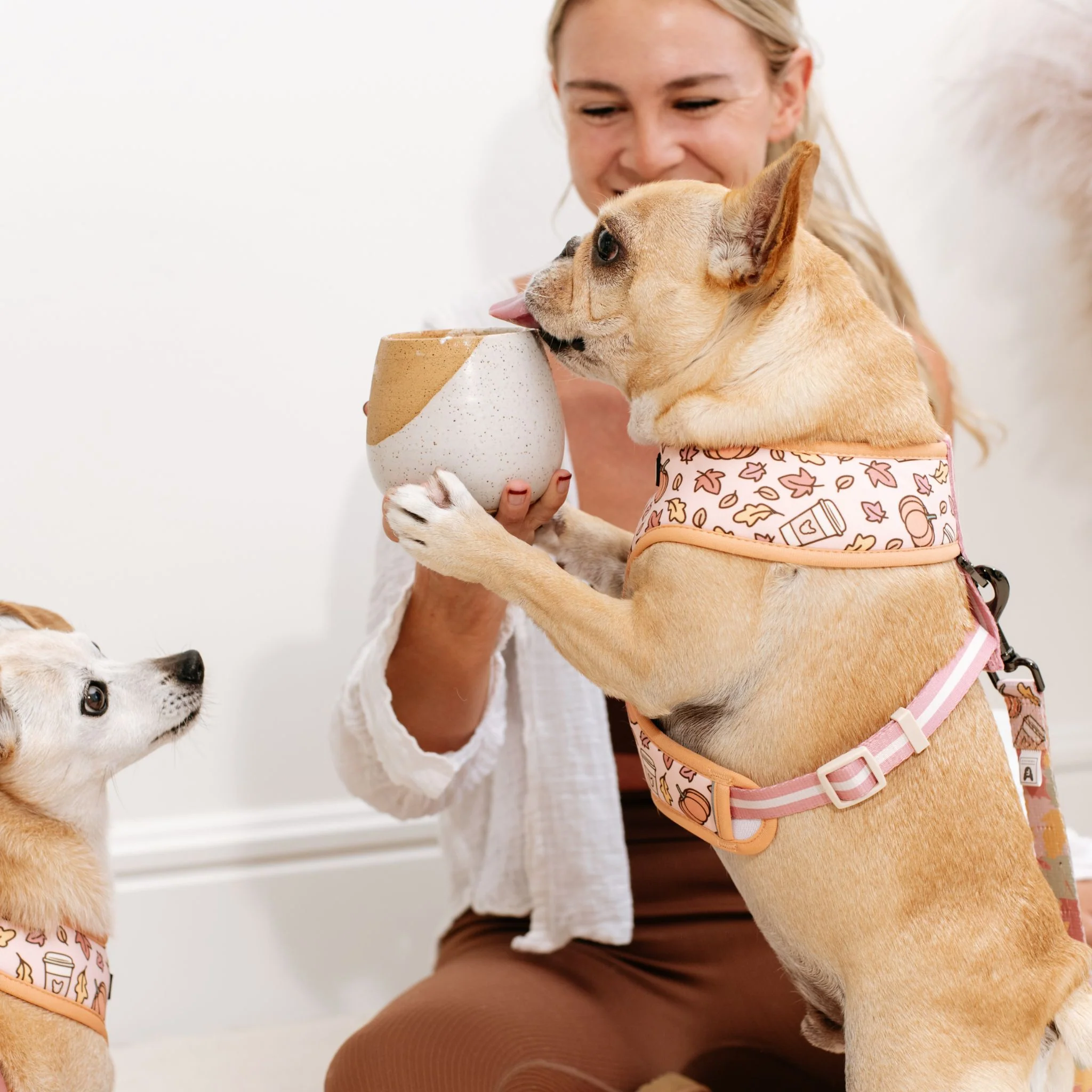 Frenchie Duo Reversible Harness - Pumpkin Spice - Image 11