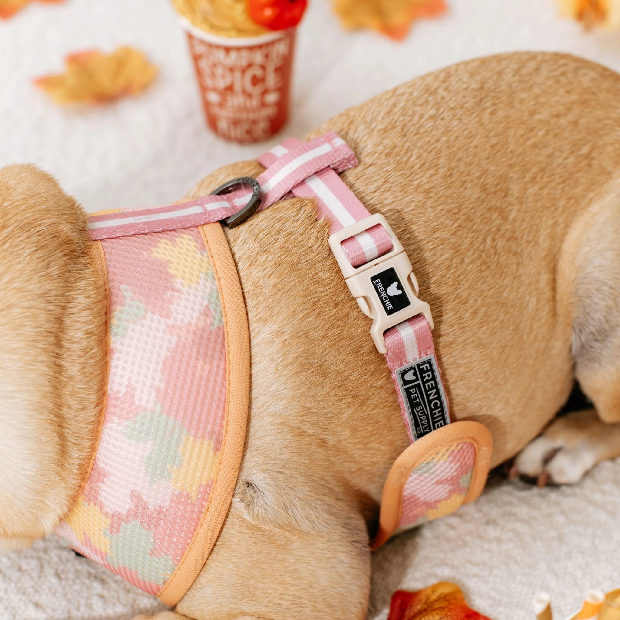 Frenchie Duo Reversible Harness - Pumpkin Spice - Image 12