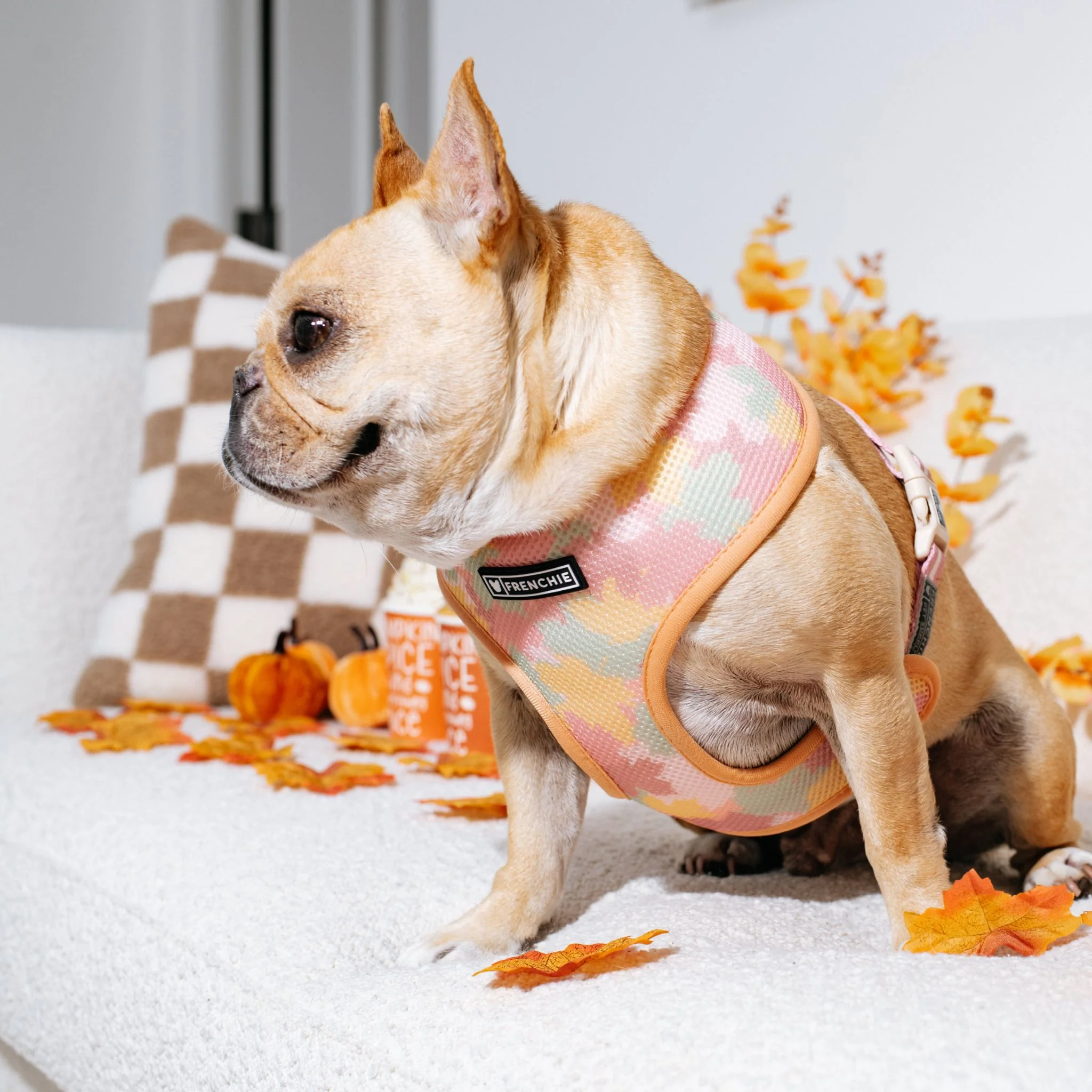 Frenchie Duo Reversible Harness - Pumpkin Spice - Image 3