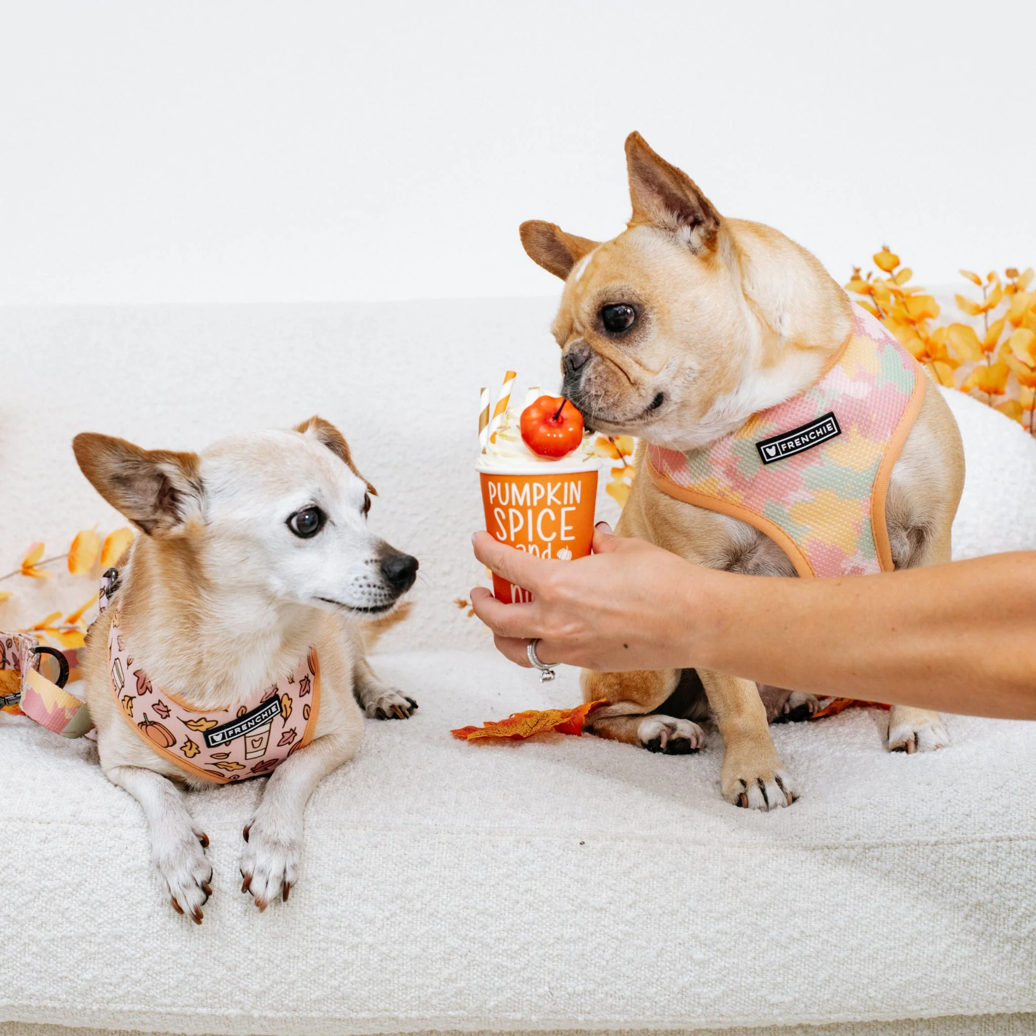 Frenchie Duo Reversible Harness - Pumpkin Spice - Image 5