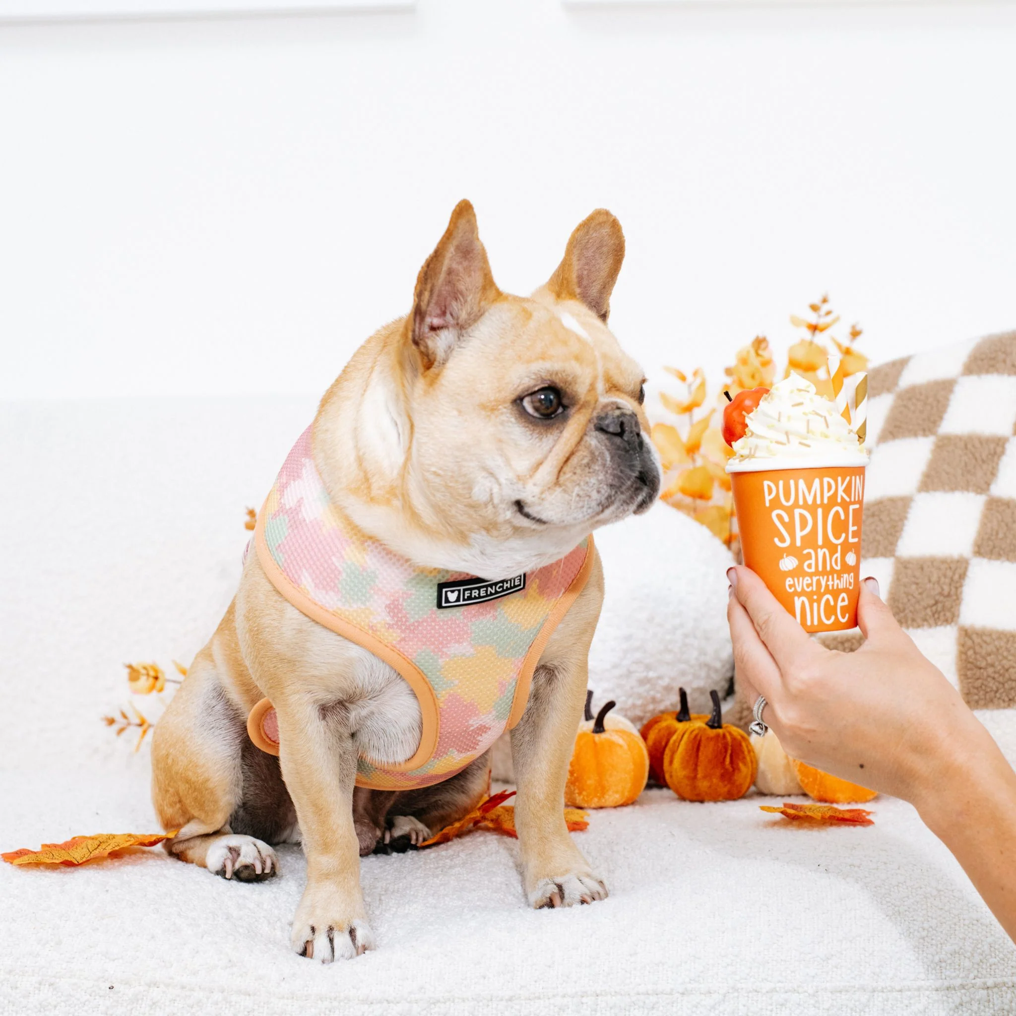 Frenchie Duo Reversible Harness - Pumpkin Spice - Image 7