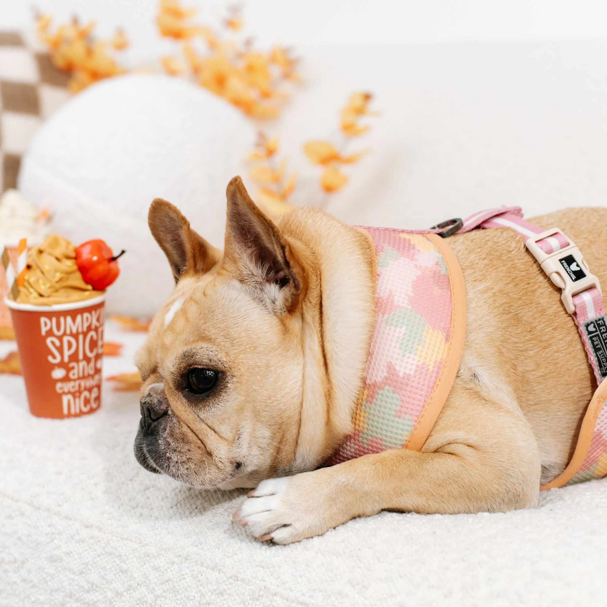 Frenchie Duo Reversible Harness - Pumpkin Spice - Image 9