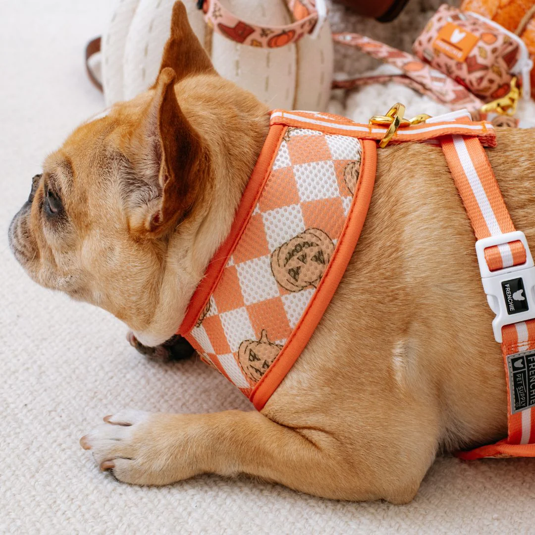 Frenchie Duo Reversible Harness - Pumpkin Spice Latte - Image 10