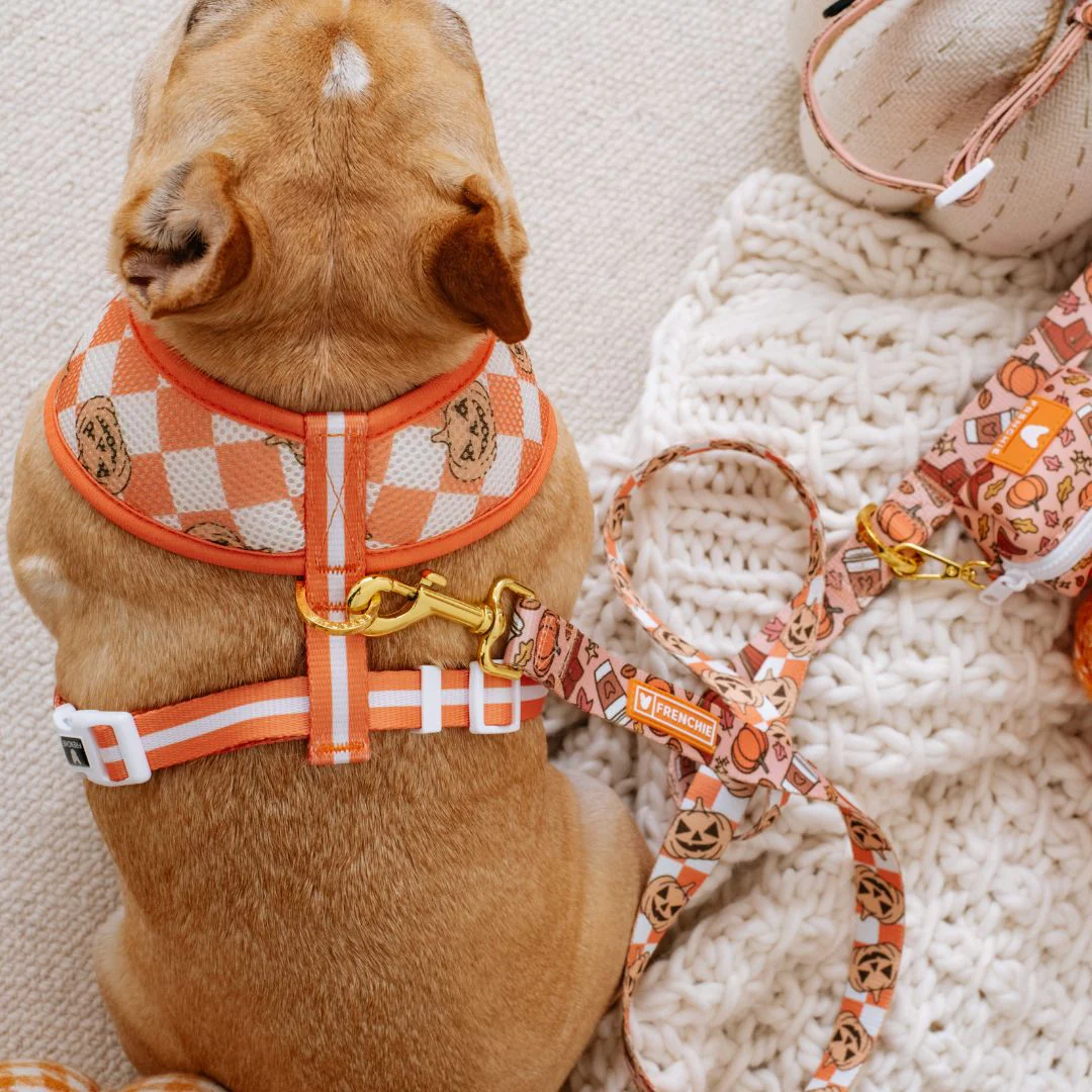 Frenchie Duo Reversible Harness - Pumpkin Spice Latte - Image 11