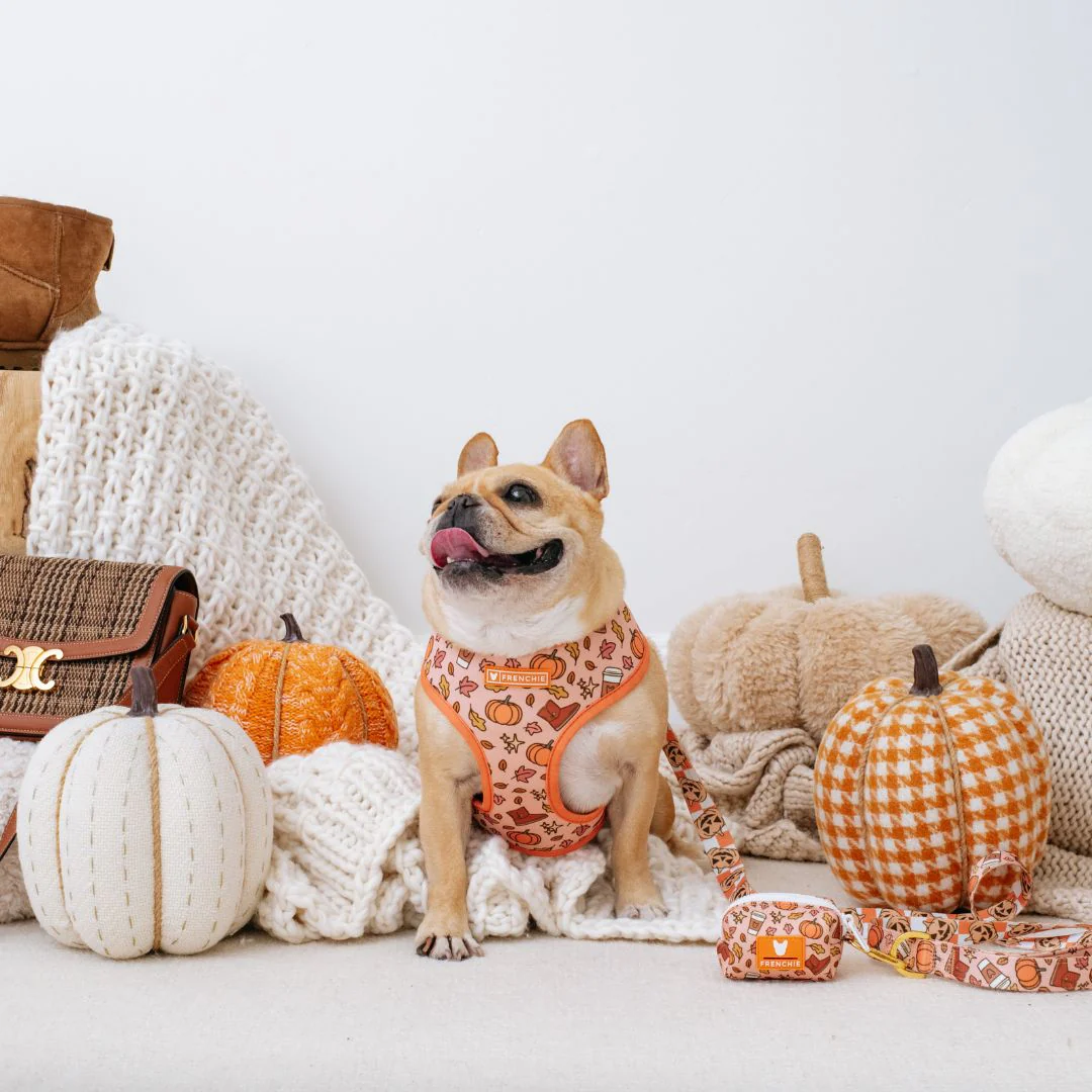 Frenchie Duo Reversible Harness - Pumpkin Spice Latte - Image 2