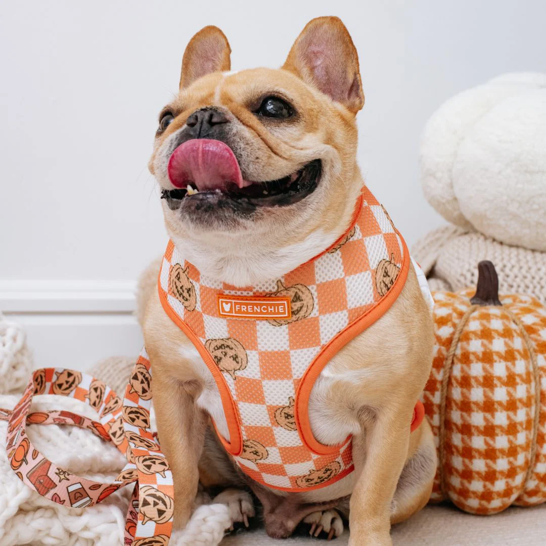 Frenchie Duo Reversible Harness - Pumpkin Spice Latte - Image 3
