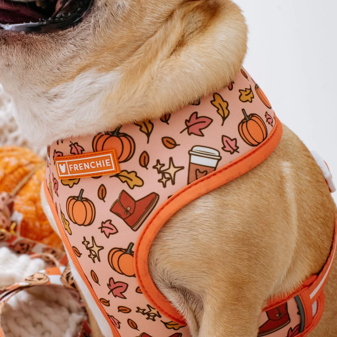 Frenchie Duo Reversible Harness - Pumpkin Spice Latte - Image 4