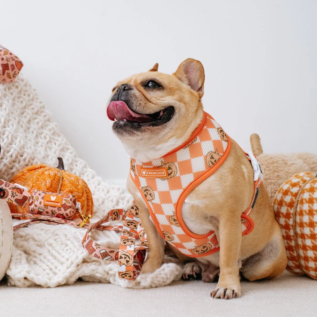 Frenchie Duo Reversible Harness - Pumpkin Spice Latte - Image 5