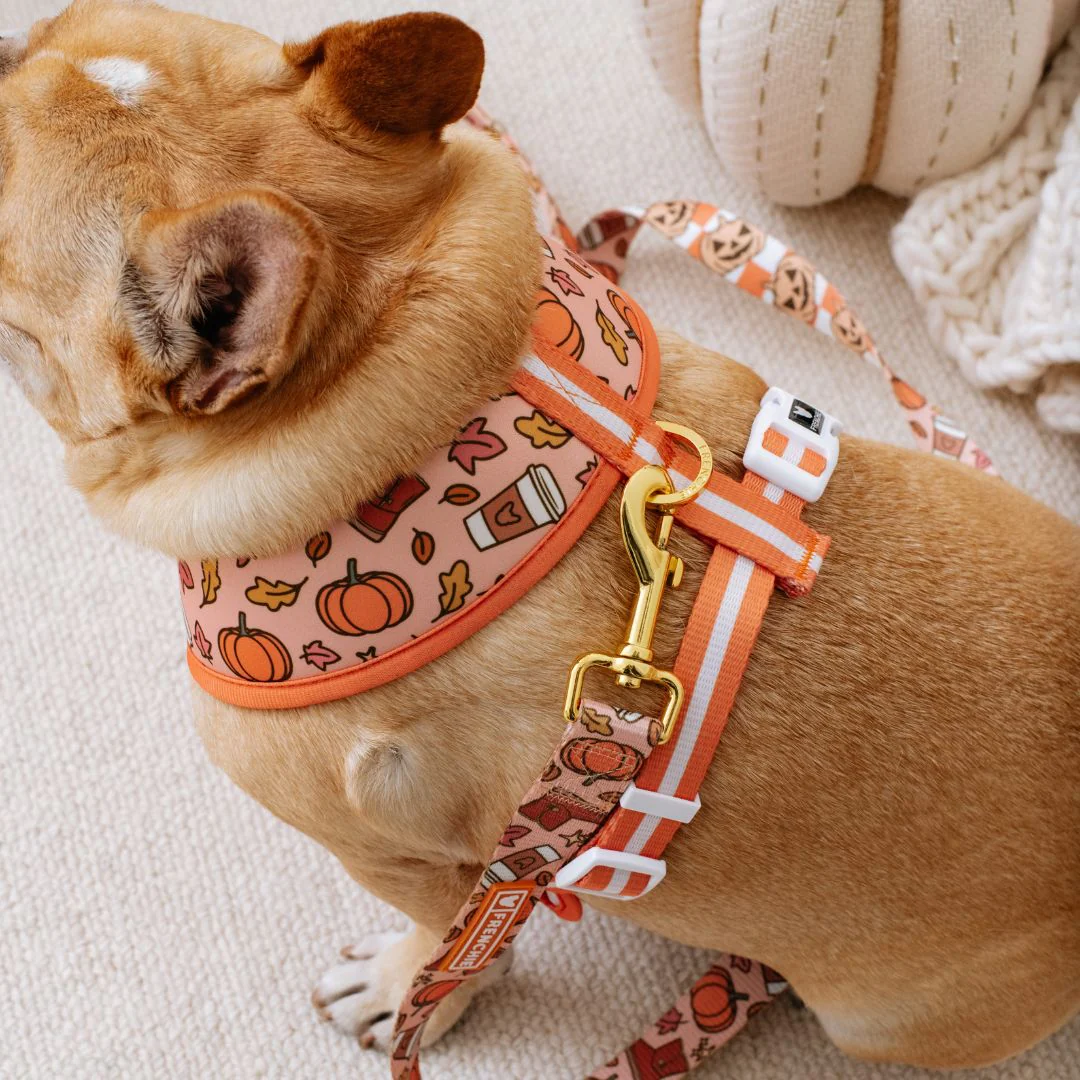 Frenchie Duo Reversible Harness - Pumpkin Spice Latte - Image 6