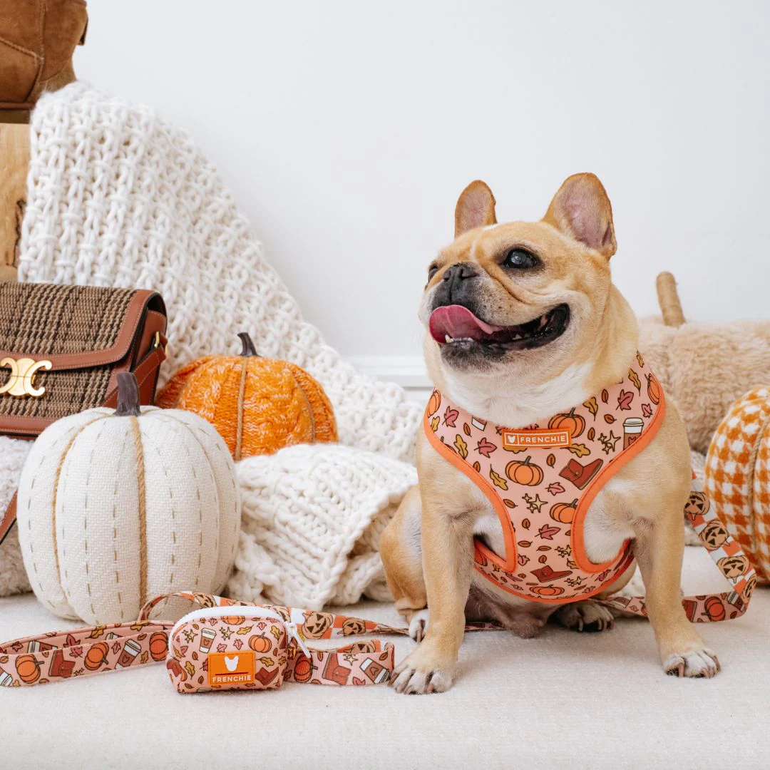 Frenchie Duo Reversible Harness - Pumpkin Spice Latte - Image 7