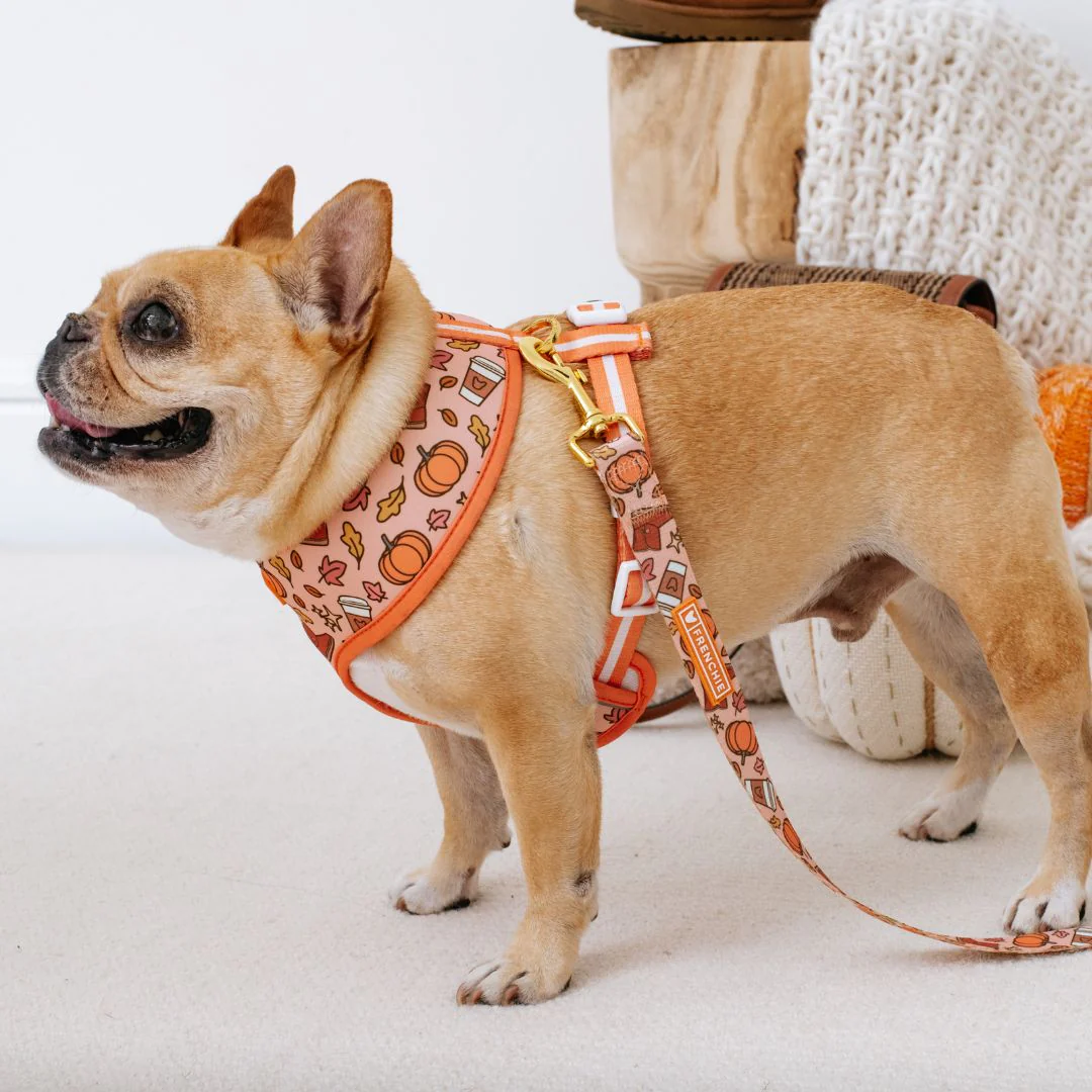 Frenchie Duo Reversible Harness - Pumpkin Spice Latte - Image 8