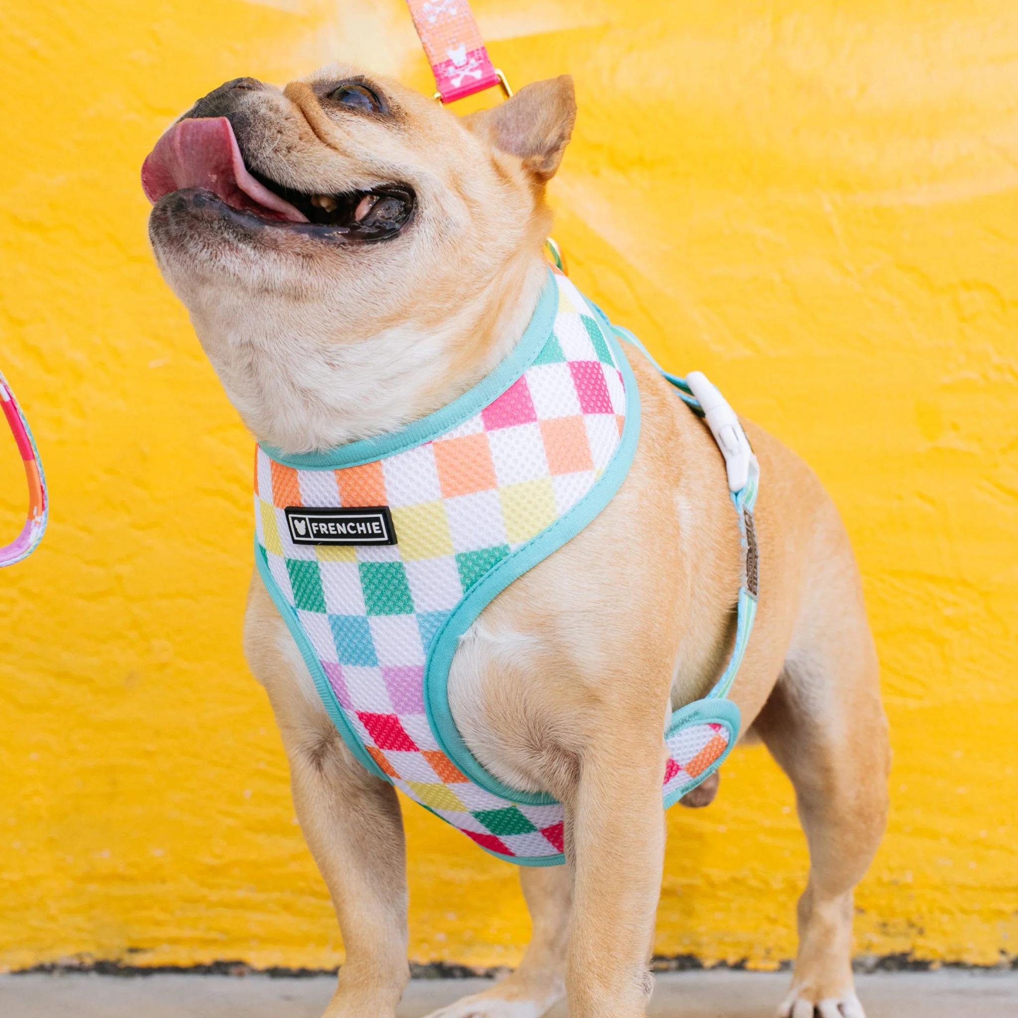 Frenchie Duo Reversible Harness - Rainbow Bad to the Bone - Image 3