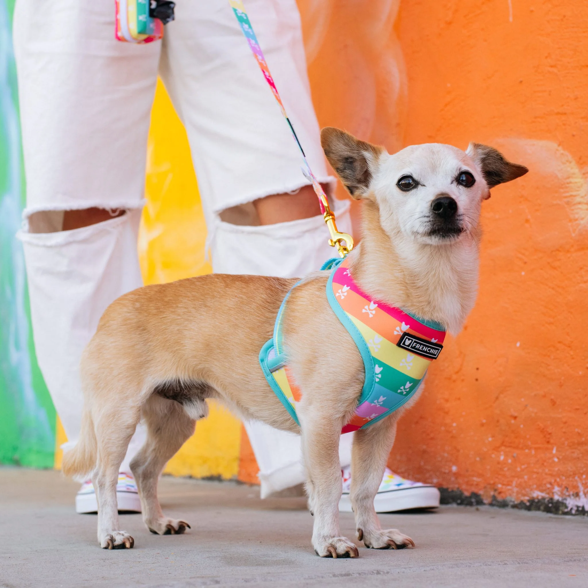 Frenchie Duo Reversible Harness - Rainbow Bad to the Bone - Image 4
