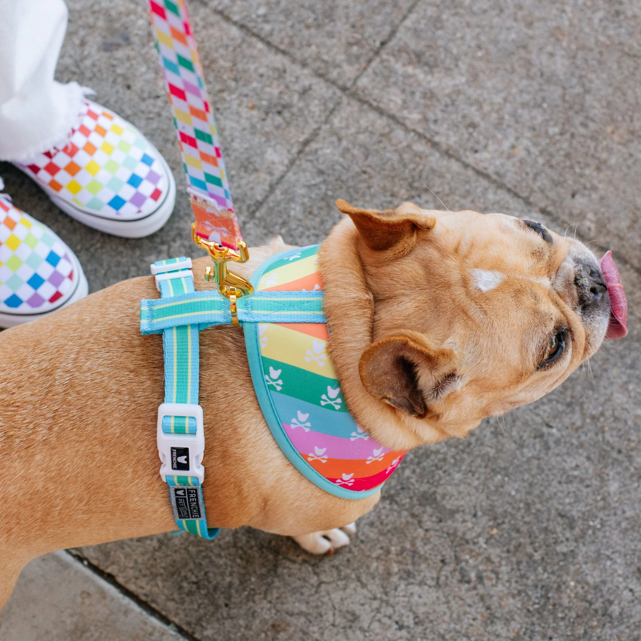 Frenchie Duo Reversible Harness - Rainbow Bad to the Bone - Image 5