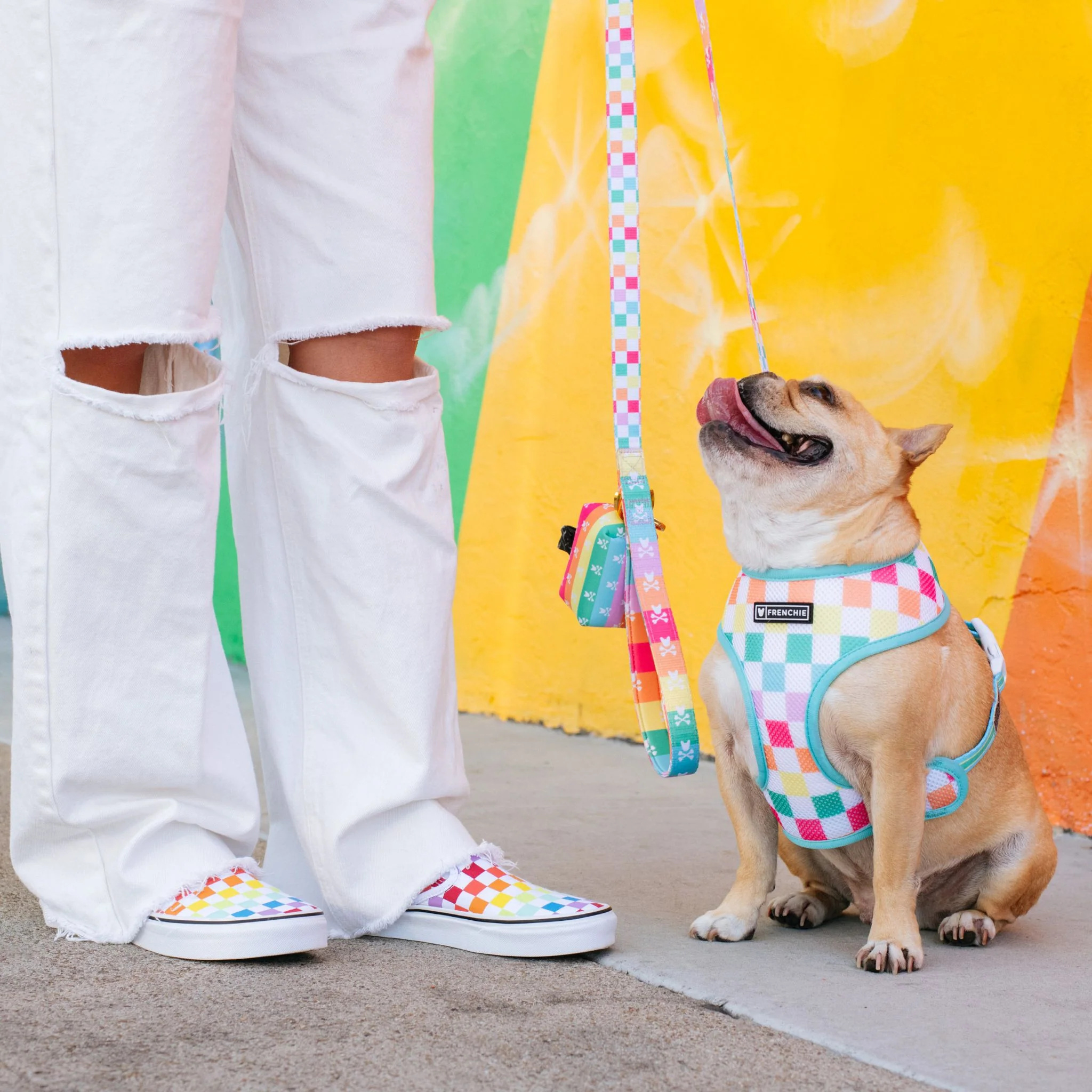 Frenchie Duo Reversible Harness - Rainbow Bad to the Bone - Image 6