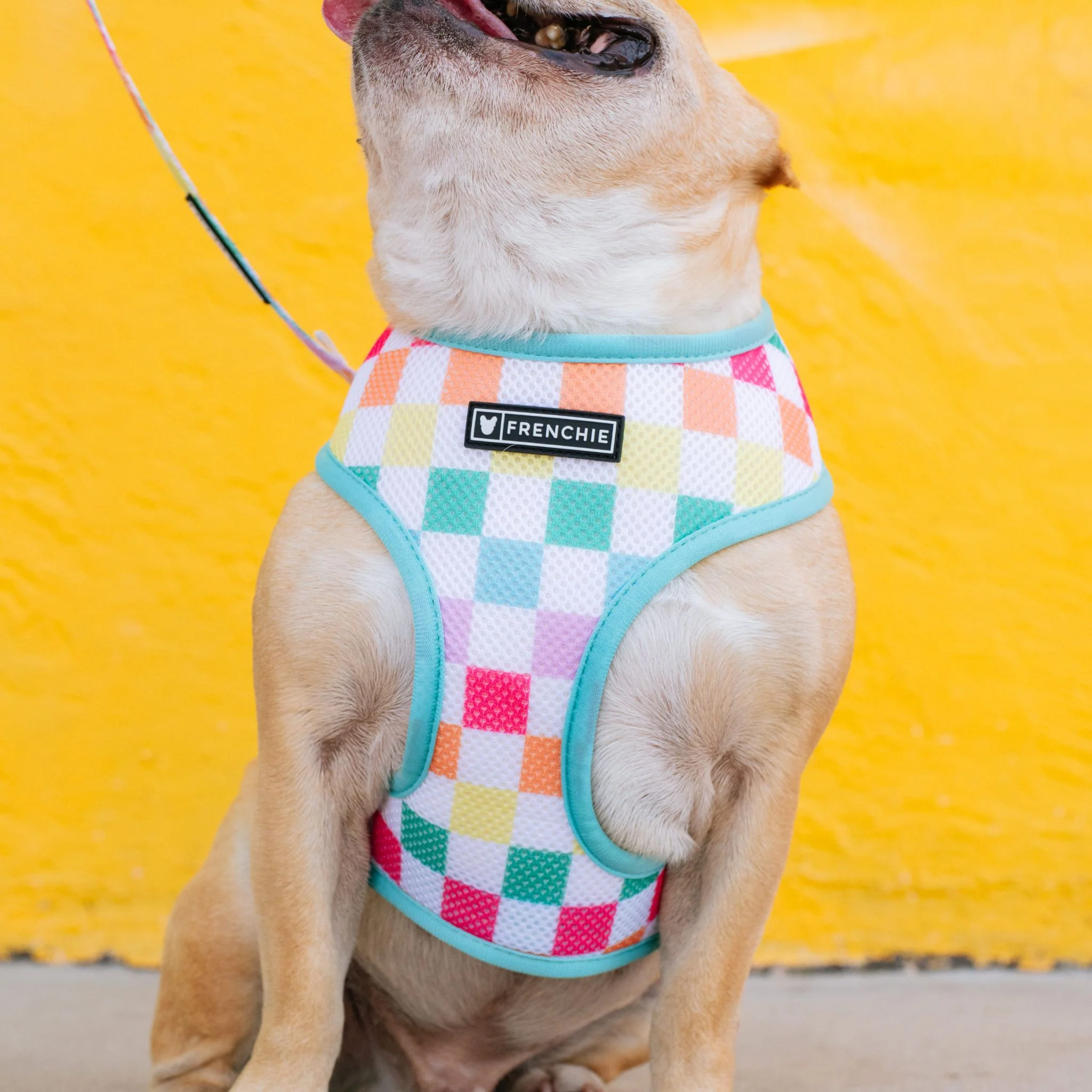 Frenchie Duo Reversible Harness - Rainbow Bad to the Bone - Image 9