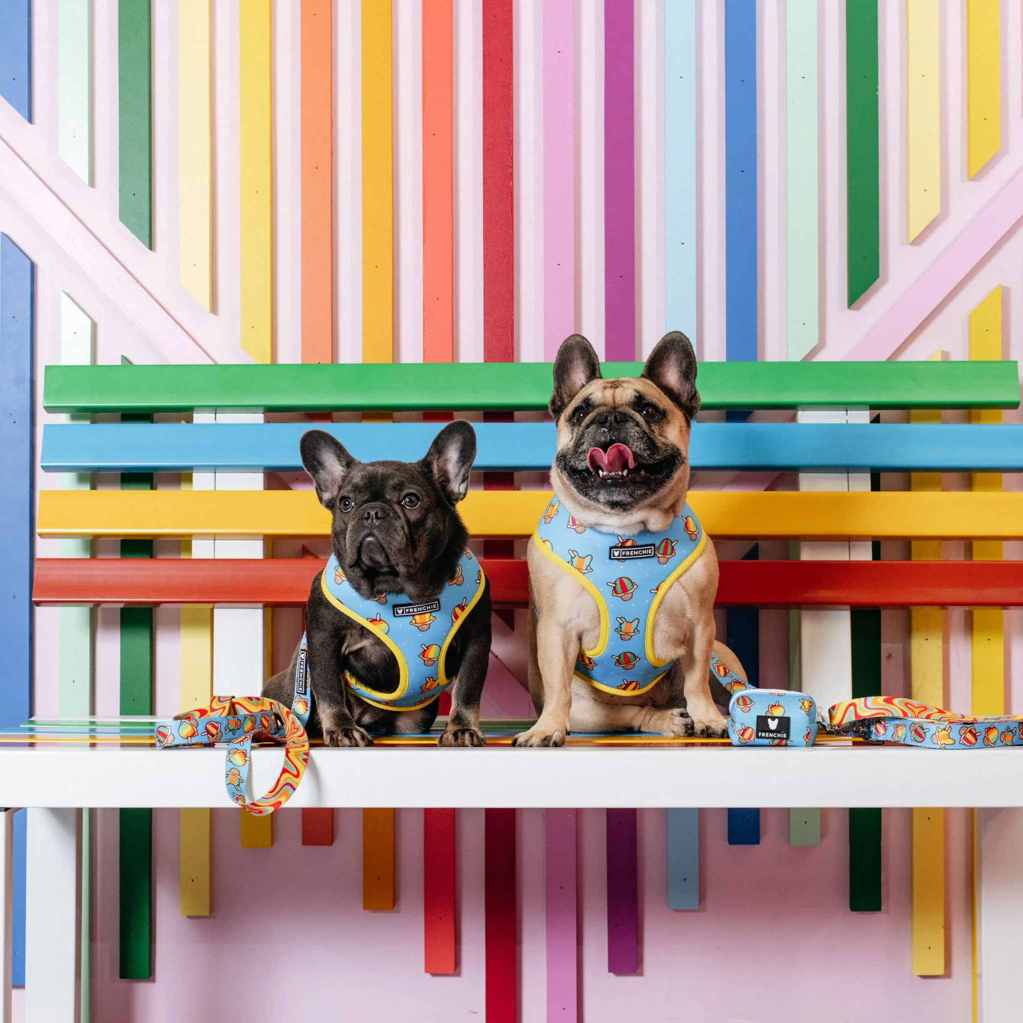 Frenchie Duo Reversible Harness - Rainbow Ice - Image 3