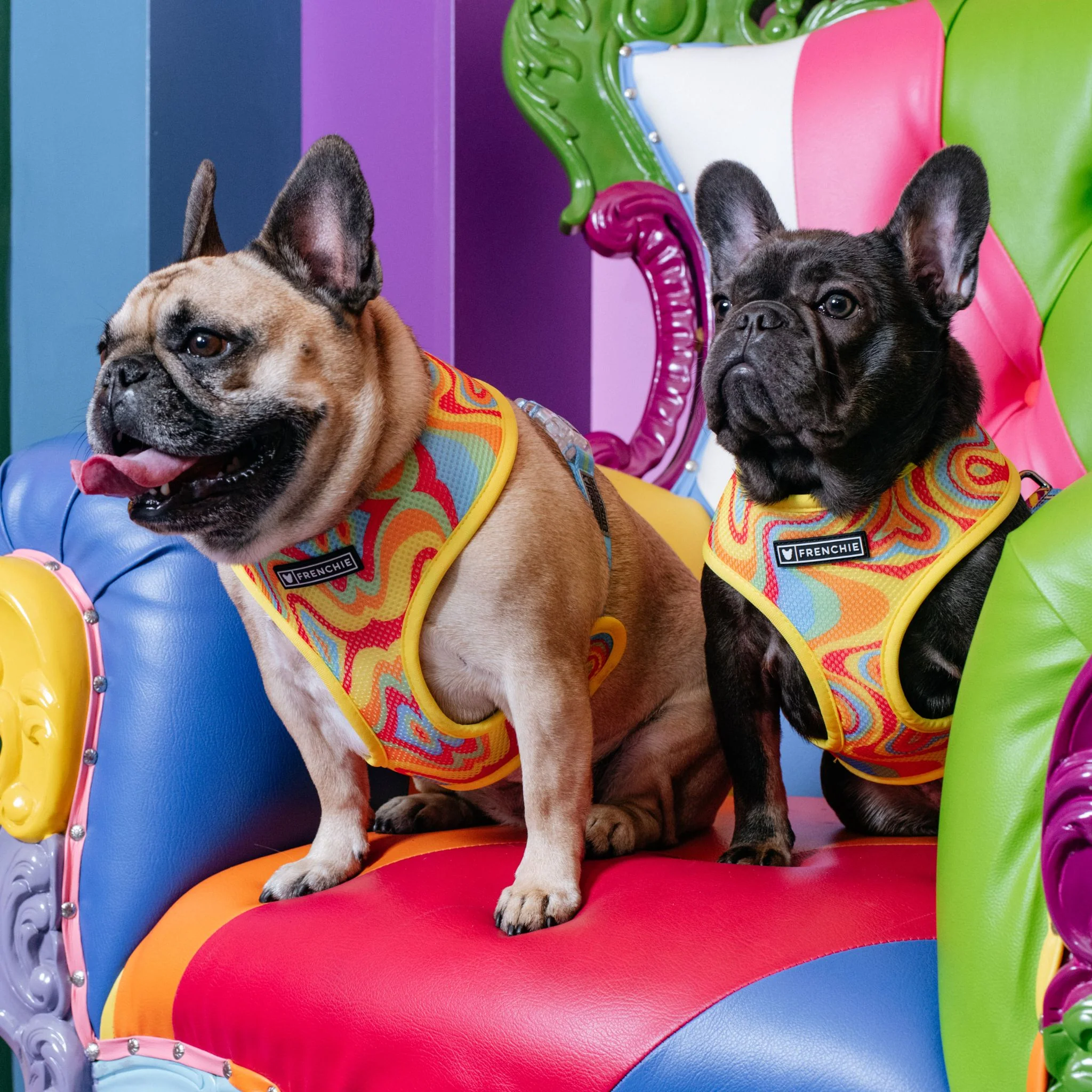 Frenchie Duo Reversible Harness - Rainbow Ice - Image 4