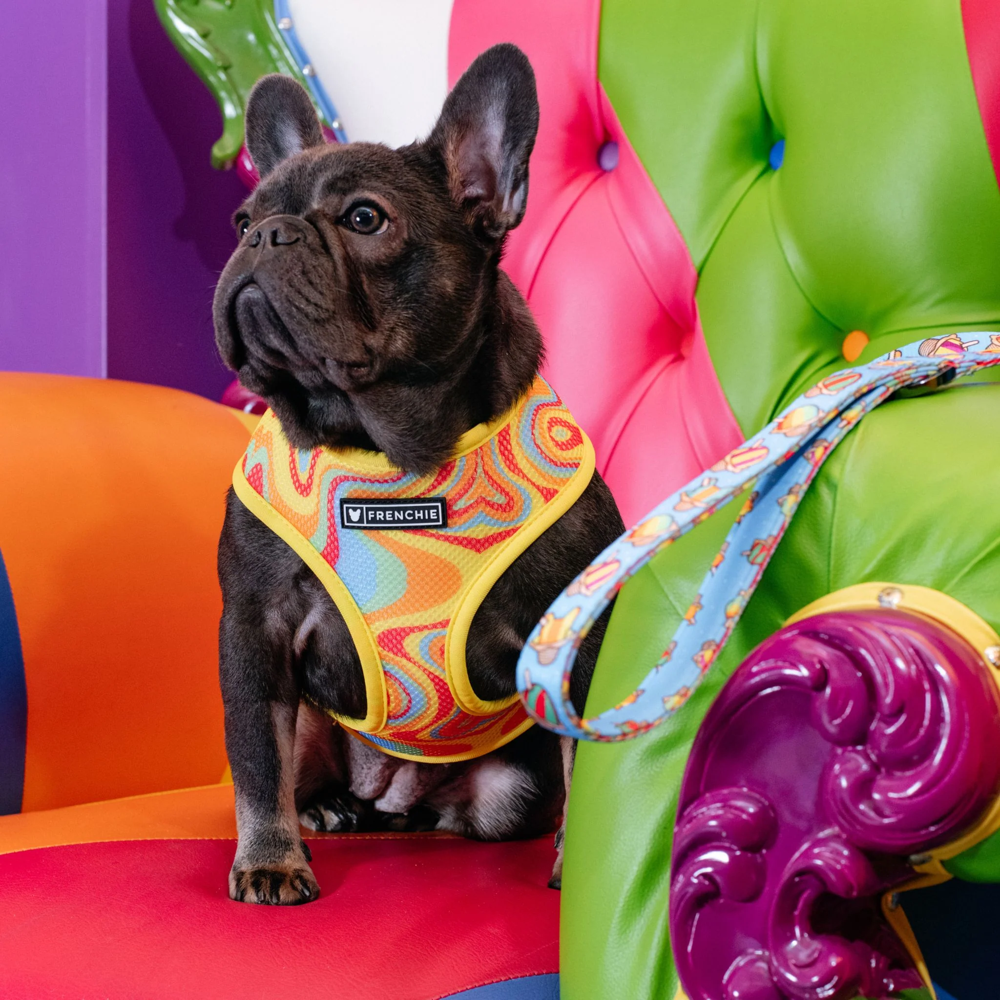 Frenchie Duo Reversible Harness - Rainbow Ice - Image 5