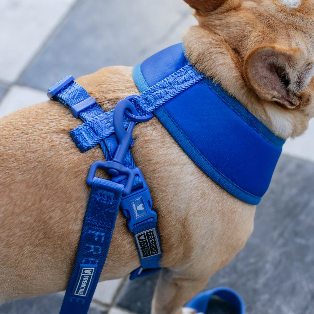 Frenchie Duo Reversible Harness - Solid Royal Blue - Image 4