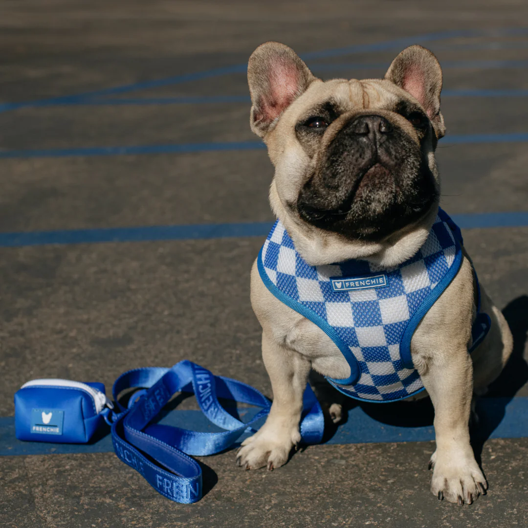 Frenchie Duo Reversible Harness - Solid Royal Blue - Image 5