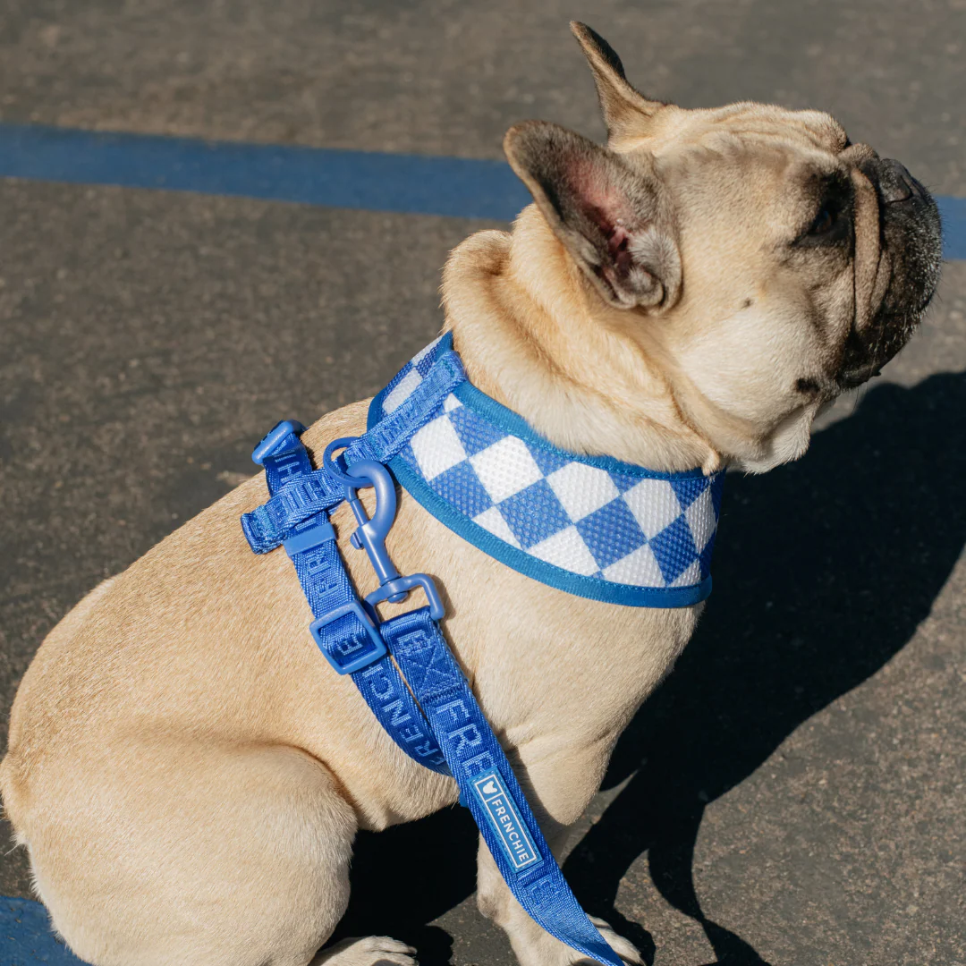 Frenchie Duo Reversible Harness - Solid Royal Blue - Image 7