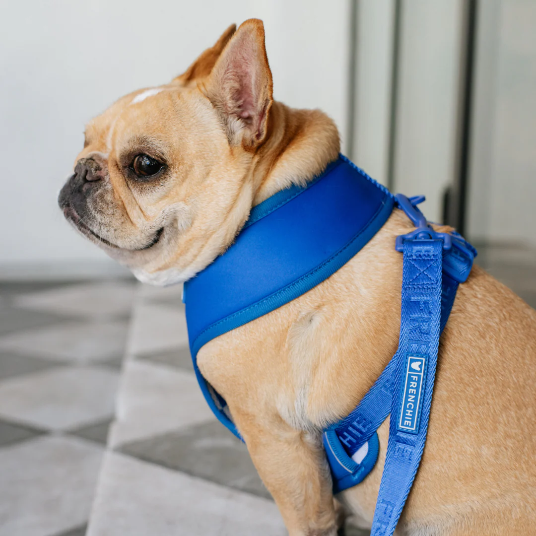 Frenchie Duo Reversible Harness - Solid Royal Blue - Image 8