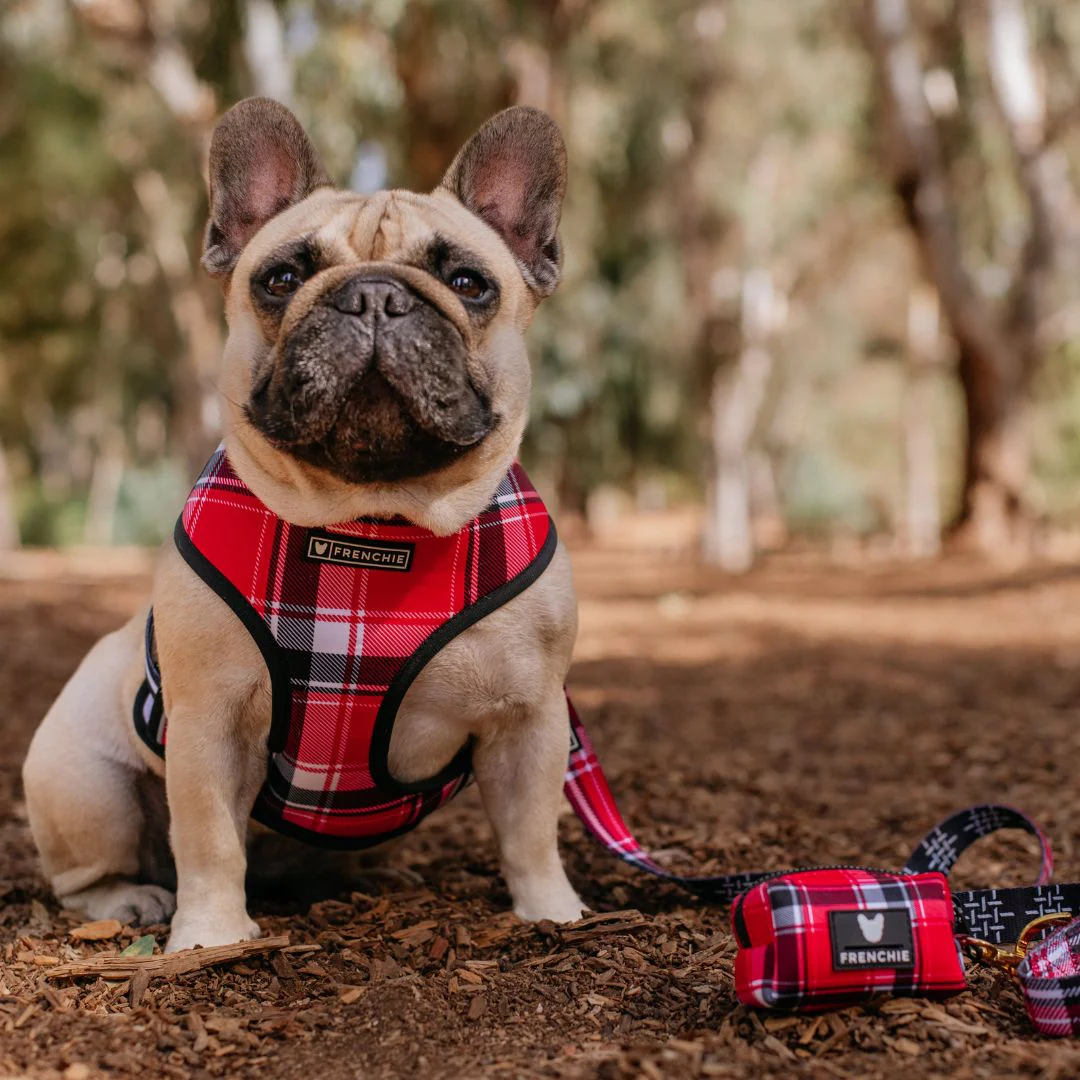 Frenchie Duo Reversible Harness - Scarlet Plaid - Image 2