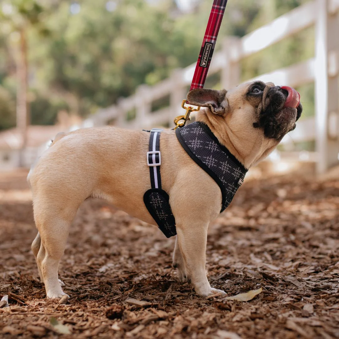 Frenchie Duo Reversible Harness - Scarlet Plaid - Image 5