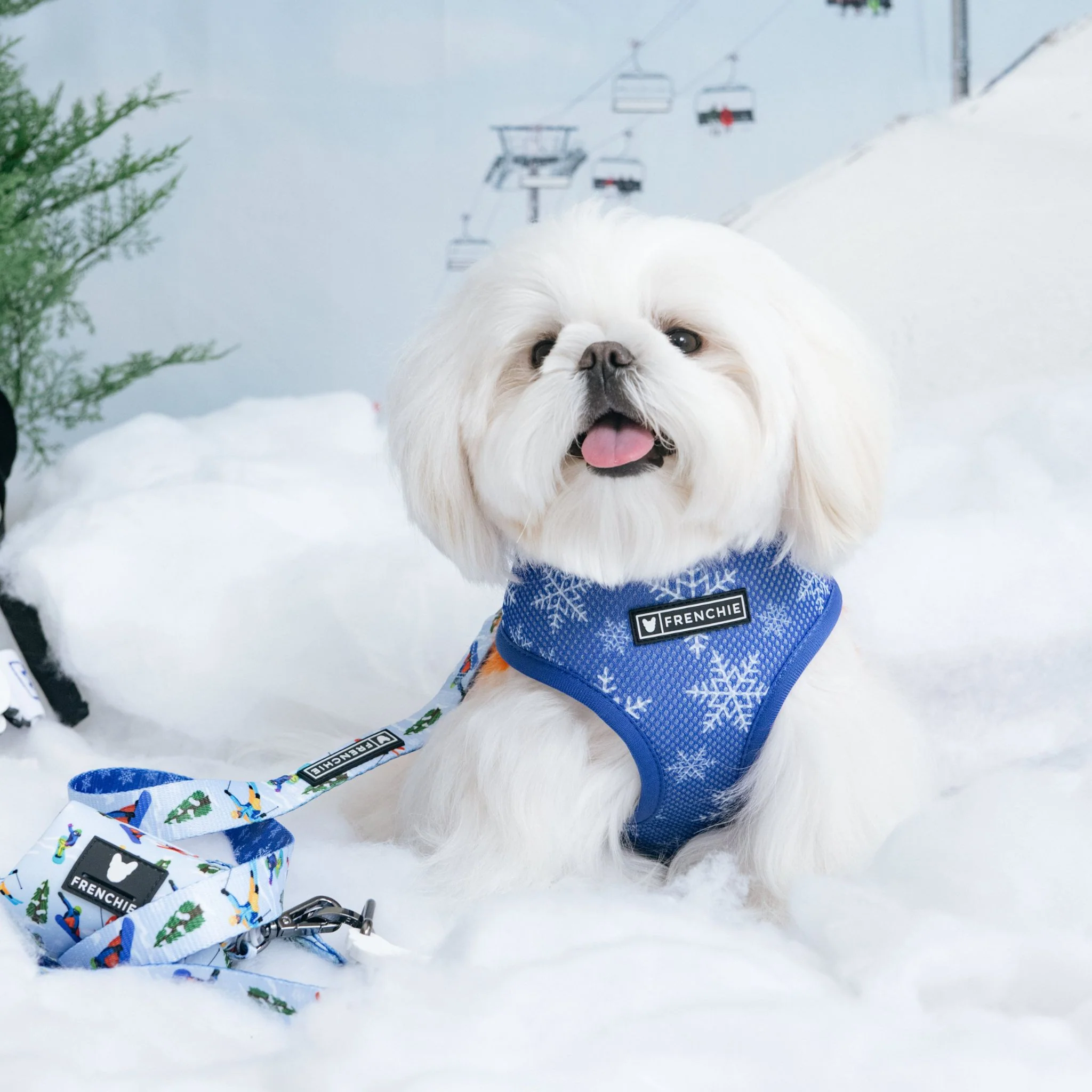 Frenchie Duo Reversible Harness - Ski Club - Image 3